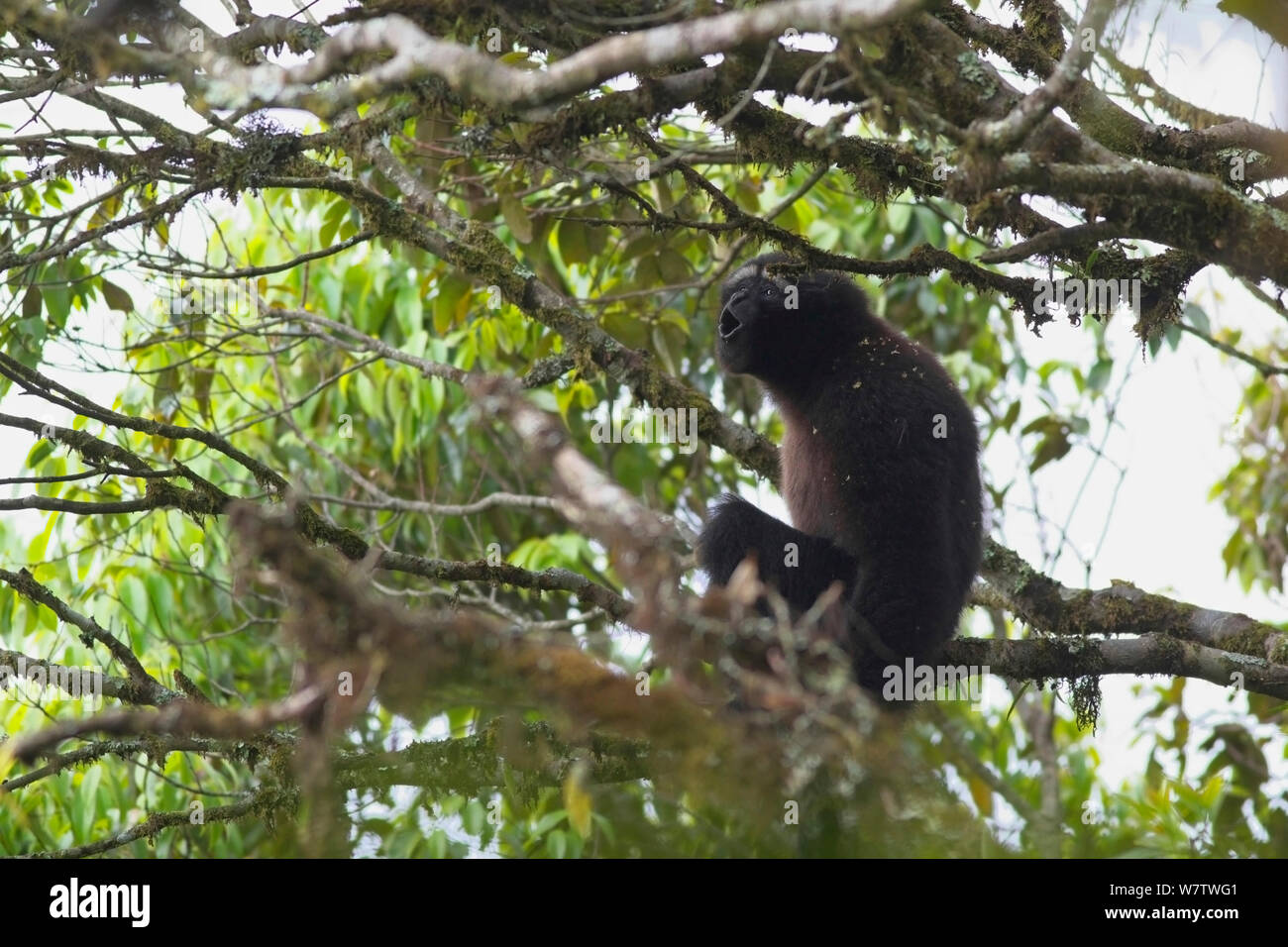 Hoolock Gibbon (Hoolock leuconedys) der Aufruf in der Morgen, Jailigong Mountain National Nature Reserve, Provinz Yunnan, China, Mai. Stockfoto