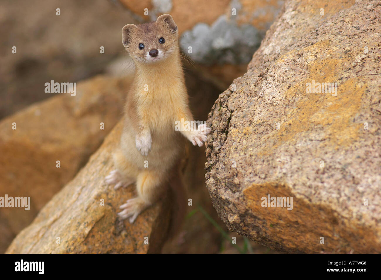 Berg Wiesel (Mustela altaica), Lhasa, Tibet, Qinghai tibetische