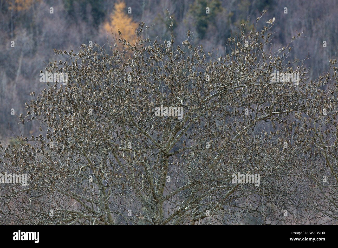 Plain Mountain Finch (Leucosticte nemoricola) große Herde Rastplätze in Baum, Nyingchi Präfektur, Qinhai-Tibetan Plateau, China, November. Stockfoto