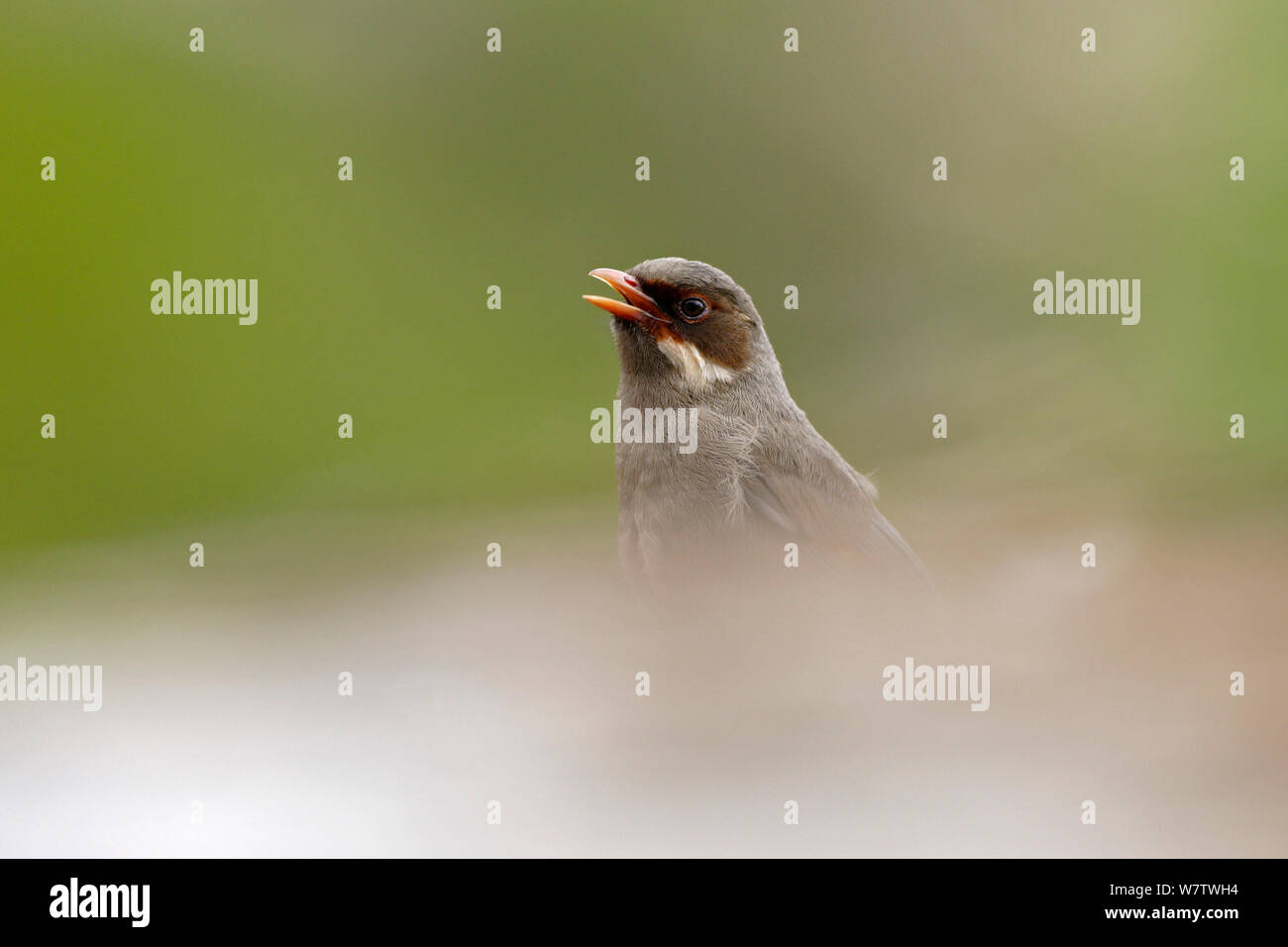 Braun ist Lachen Thrush (Garrulax henrici) Kopf Profil, Körper verdeckt, Lhasa, Qinghai-Tibetan Plateau, China, August. Stockfoto