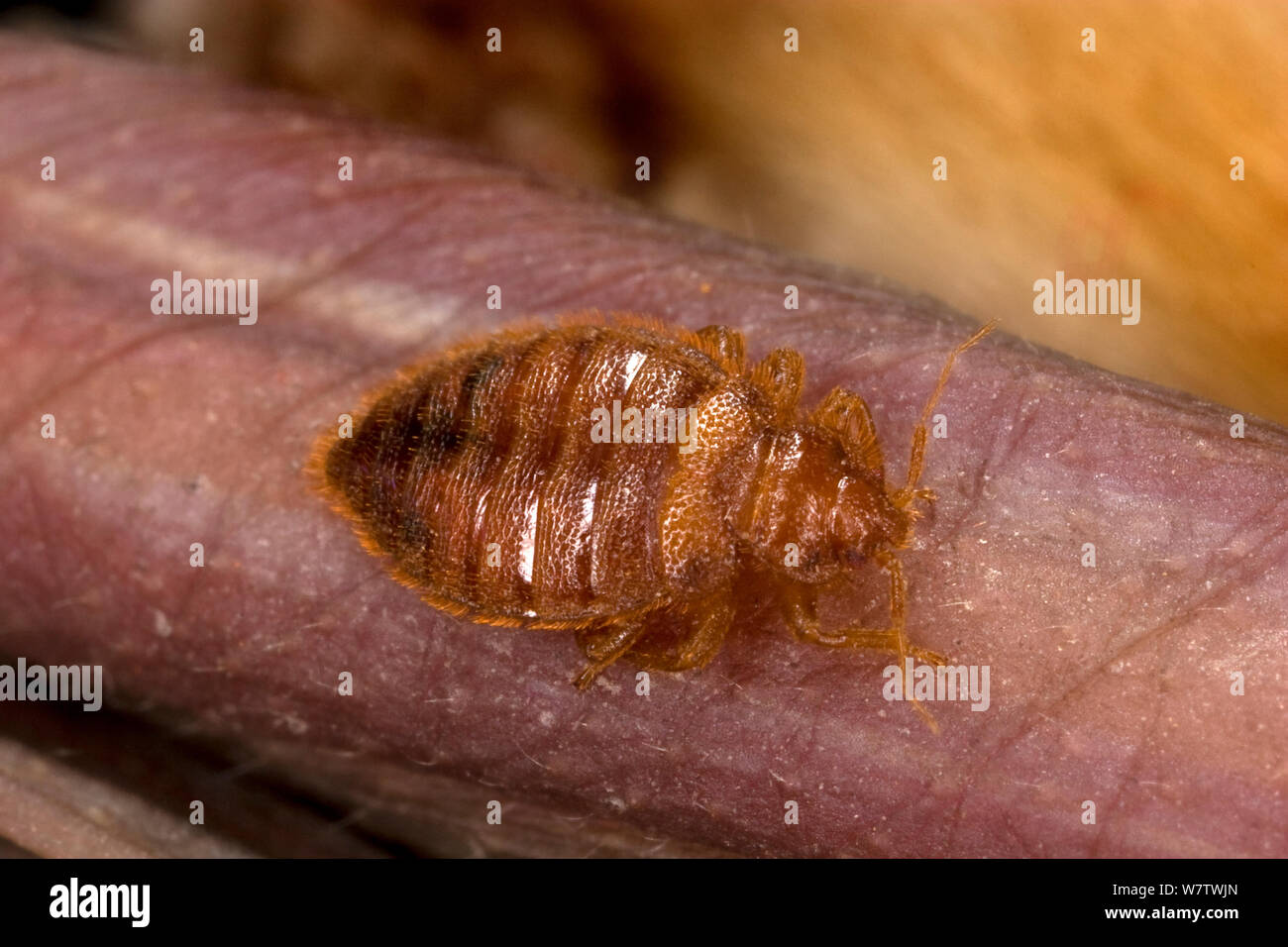 Bat bug (Heteroptera) ectoparasite Fütterung auf Teil der Flügel der Große braune Fledermaus (Eptesicus fuscus) Arizona, USA, Juli. Stockfoto
