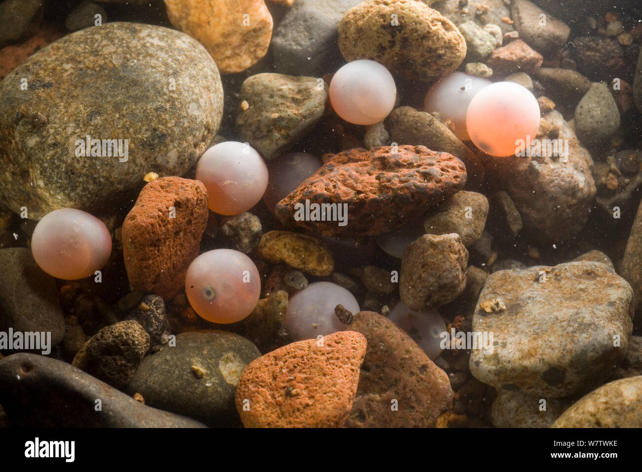 Coho Lachs (Oncorhynchus kisutch) Eier in einem Redd, 10 Wochen nach dem Laichen, Washington, USA, Februar. Stockfoto