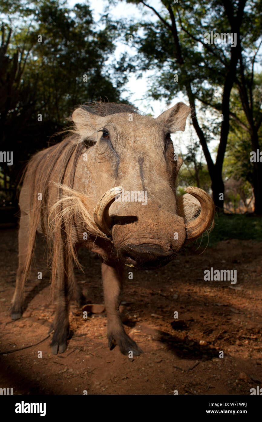 Gemeinsame Warzenschwein (Phacochoerus africanus) Porträt, Chipangali Wildlife Waisenhaus, Simbabwe, November. Stockfoto