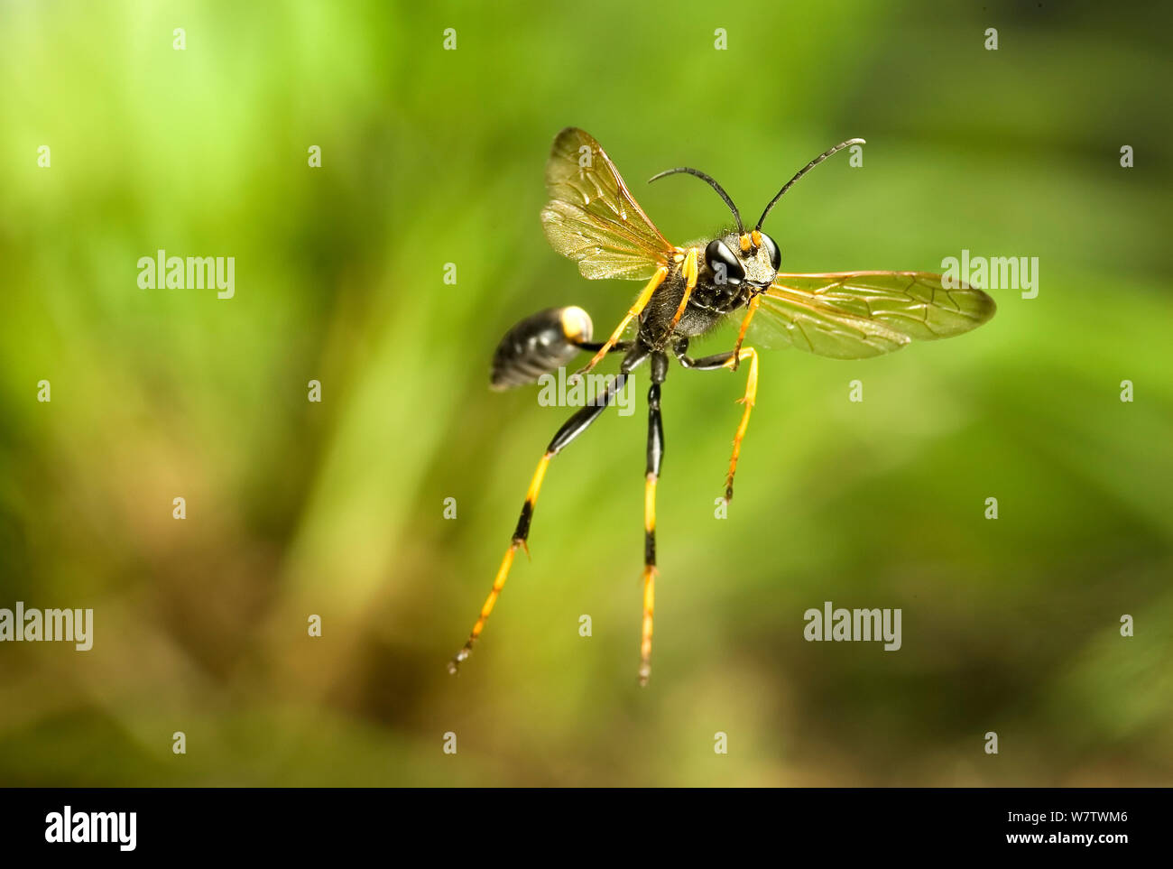 Schwarz und Gelb Schlamm dauber Wasp (Sceliphron caementarium) im Flug, Captive, Juli. Stockfoto
