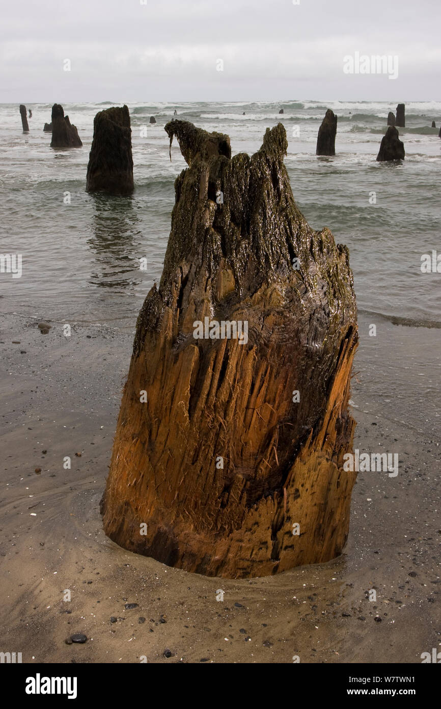 2000 Jahre alten Baumstümpfen durch Küstenerosion aufgedeckt, Ghost Forest in der Nähe von Neskowin, Küste von Oregon, USA, April 2008. Stockfoto