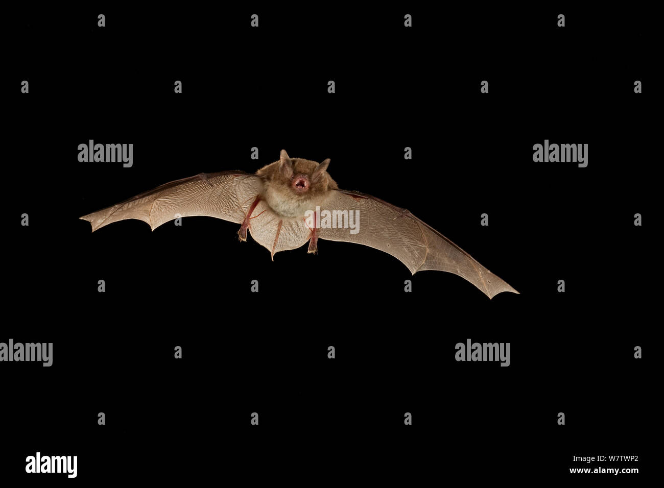 Südöstlichen Myotis Myotis (austroriparius) im Flug bei Nacht, grosses Dickicht National Preserve, Texas, März. Stockfoto