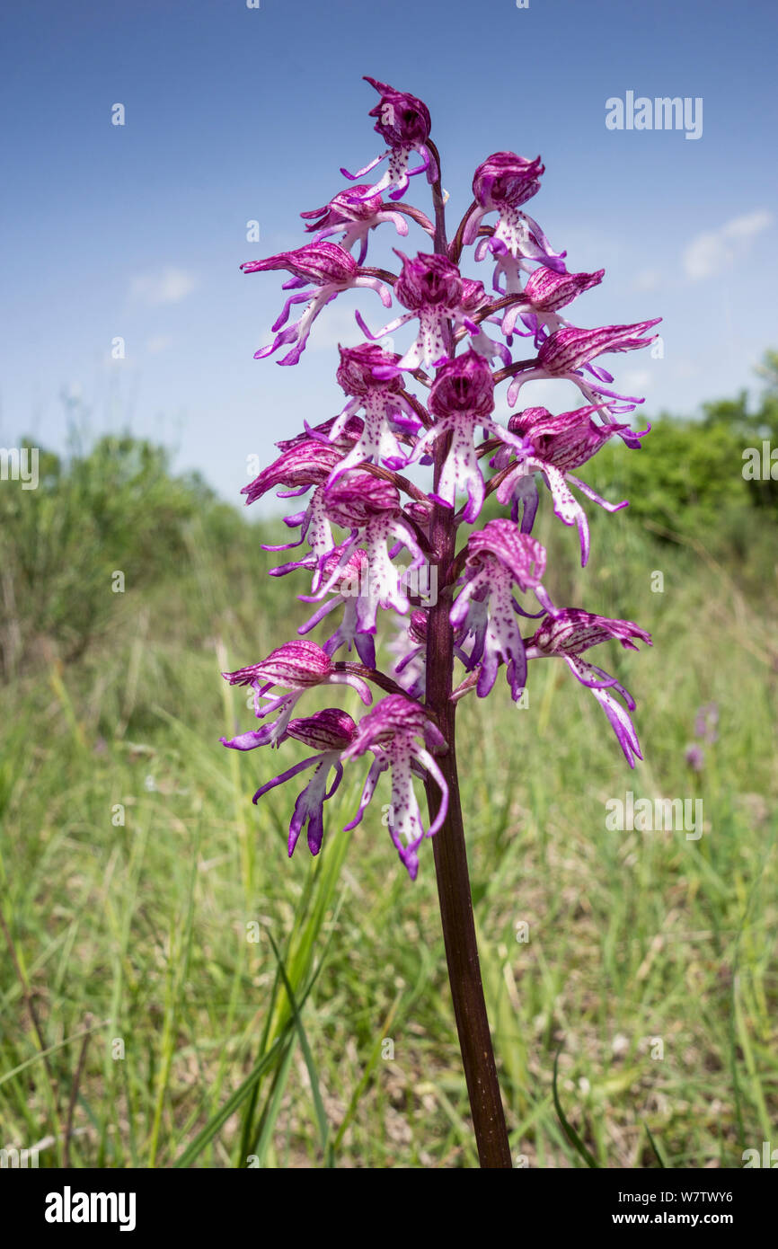 Natürliche hybrid Orchid (Orchis x angusticruris) Kreuz zwischen Monkey orchid (Orchis simia) und Lady Orchidee (Orchis purpurea) in der Nähe von Torrealfina, Orvieto, Umbrien, Italien, Mai. Stockfoto