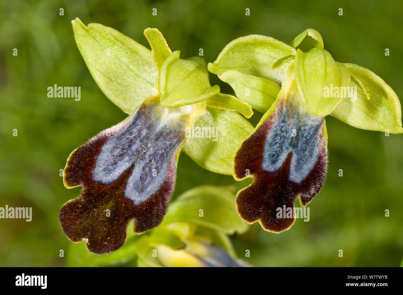 Stumpf (Ophrys Ophrys fusca) Blüte, in der Nähe von Vieste, Gargano, Apulien, Italien, März. Stockfoto