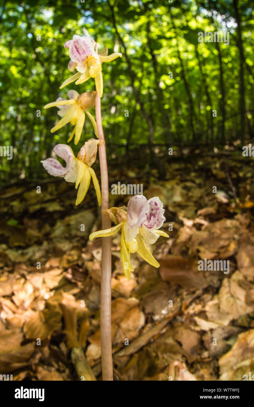 Ghost orchid (Epipogium aphyllum) in Buche Wald auf 1300 m, Monte Sirente, in der Nähe von L'Aquila, Abruzzen. Italien, Juli. Stockfoto