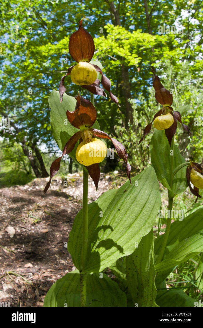 Orchidee Frauenschuh (Cypripedium calceolus), Camosciara Pescasseroil, Abruzzen, Italien. Juni. Stockfoto