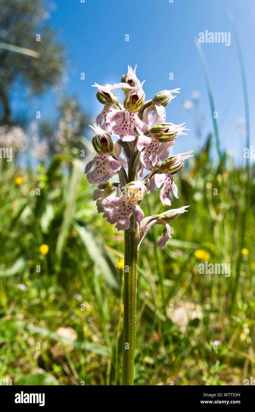 Milchstraße Orchid (Orchis lactea/Neotinea lactea) Eine frühe - blühende Arten von Kalkstein, uccellini Hügel, Toskana, Italien. April. Stockfoto