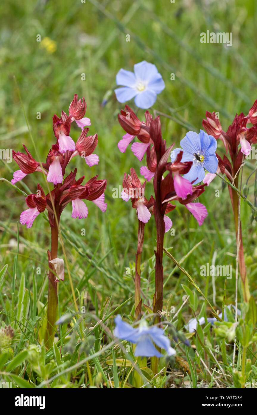 Pink Butterfly orchid (Orchis papilionacea) Monte St. Angelo, Gargano, Apulien, Italien, April. Stockfoto