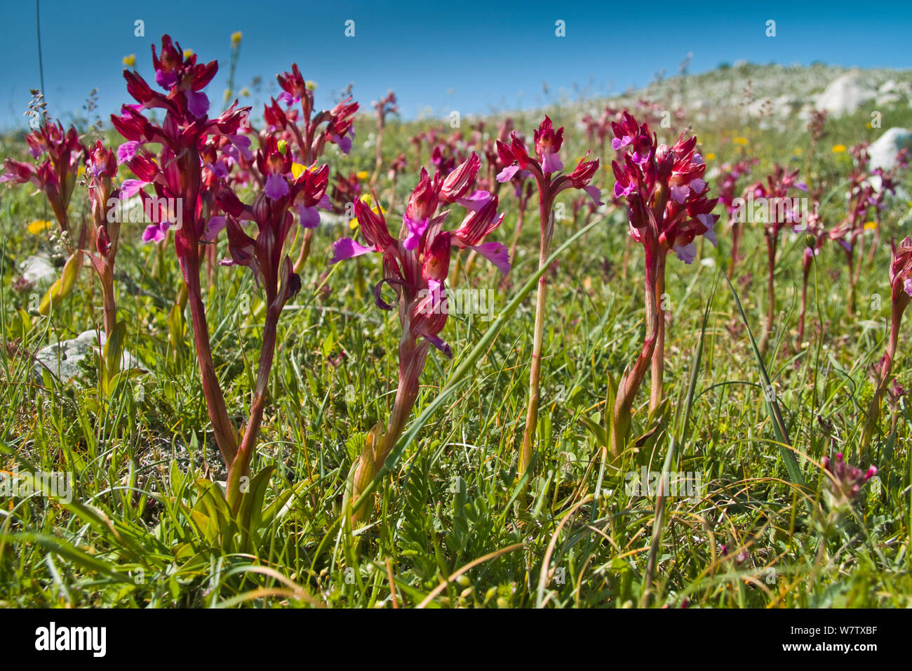 Pink Butterfly orchid (Orchis papilionacea) Monte St. Angelo, Gargano, Apulien, Italien, April. Stockfoto