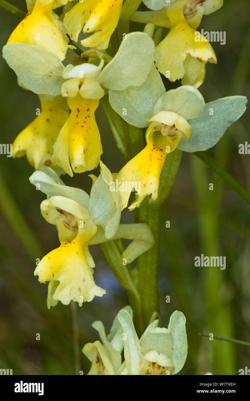 Paar-blühenden Orchideen (Orchis pauciflora) Terni, Umbrien, Italien, Mai. Stockfoto