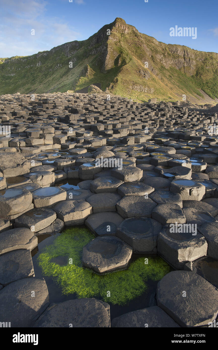 Giant's Causeway, bei der Suche zu landen, Causeway Coast, County Antrim, Nordirland, Großbritannien, September 2013. Stockfoto