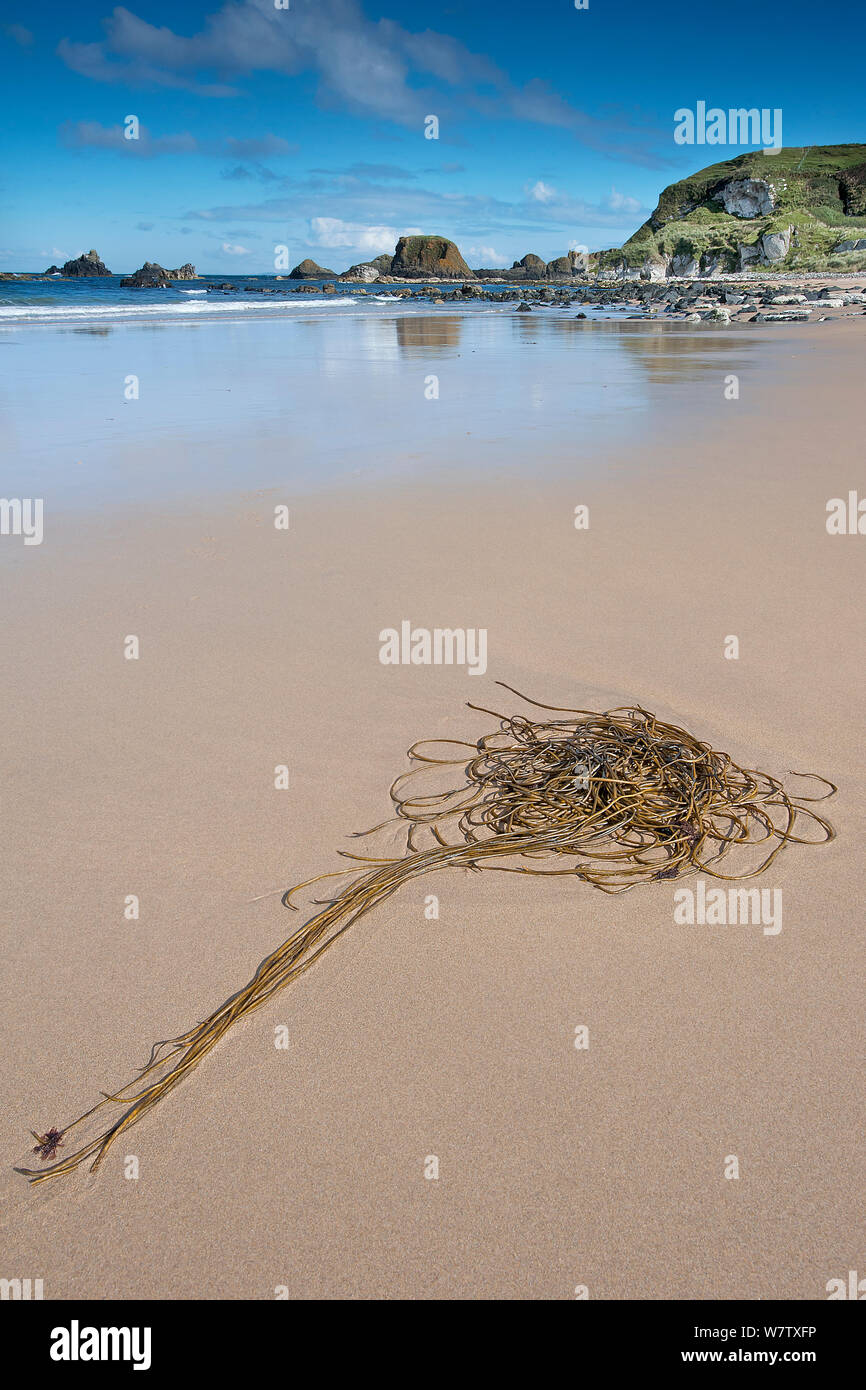 Crimptüllen Unkraut (Chorda filum) am Strand, Causeway Coast, County Antrim, Nordirland, Großbritannien, September. Stockfoto