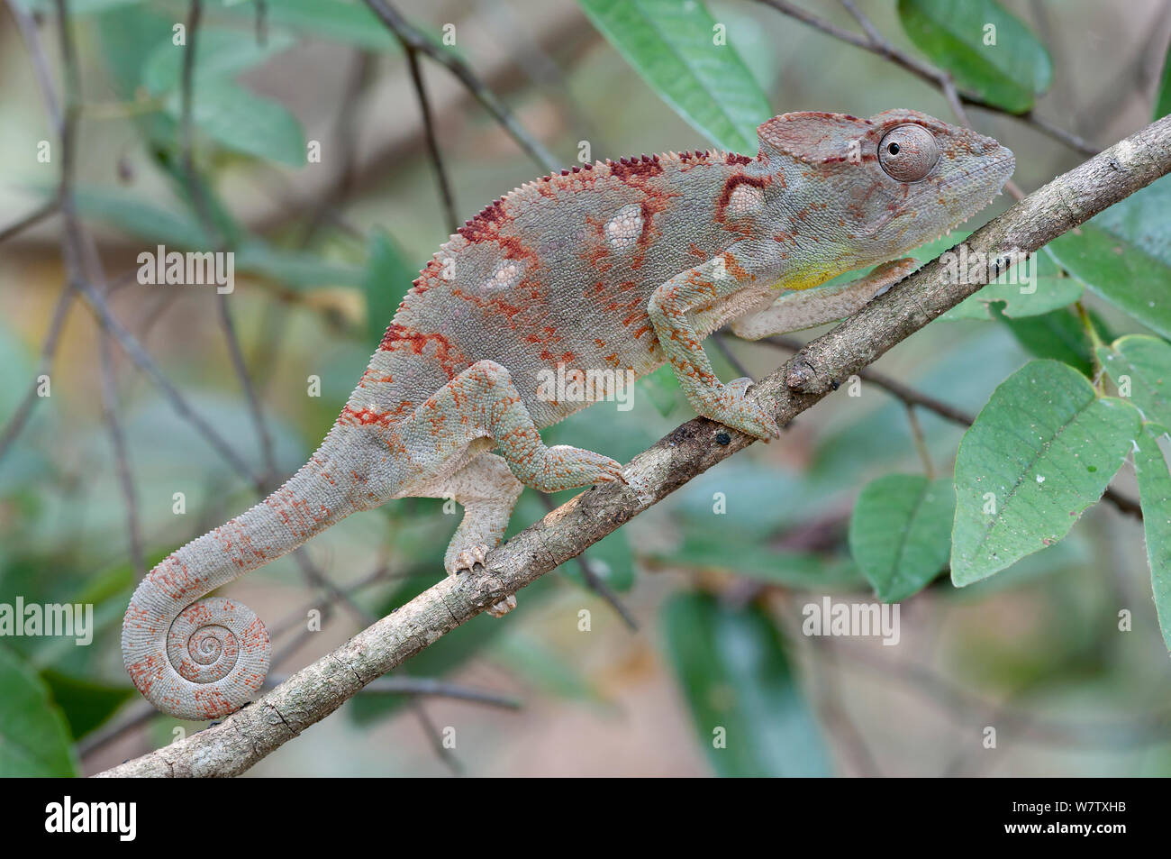 Madagaskars riesigen Chameleon (Furcifer oustaleti) auf Zweig, Ankarafantsika NP, Madagaskar Stockfoto