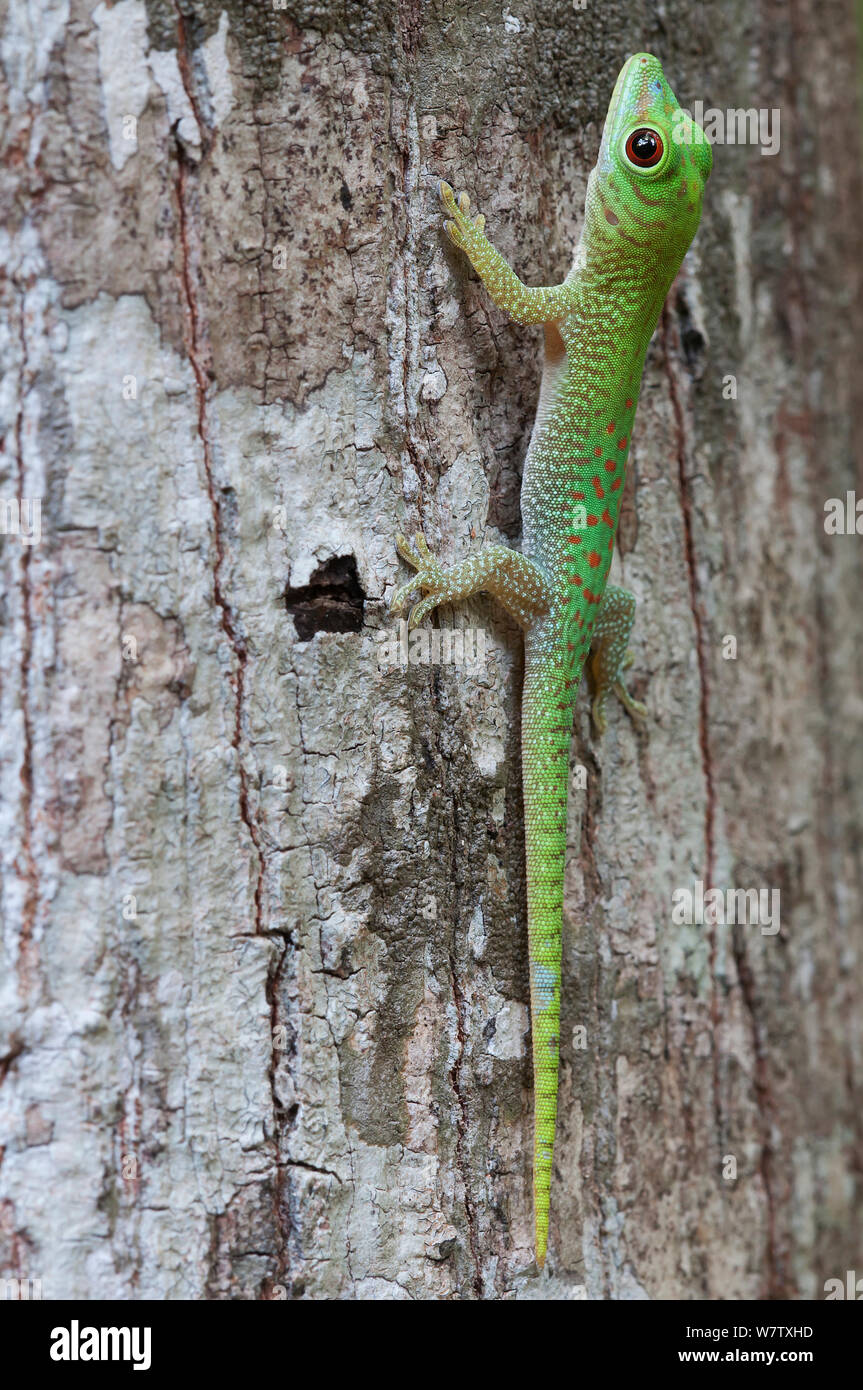 Koch Giant's Taggecko (Phelsuma madagascariensis Kochi), Ankarafantsika NP, Madagaskar Stockfoto