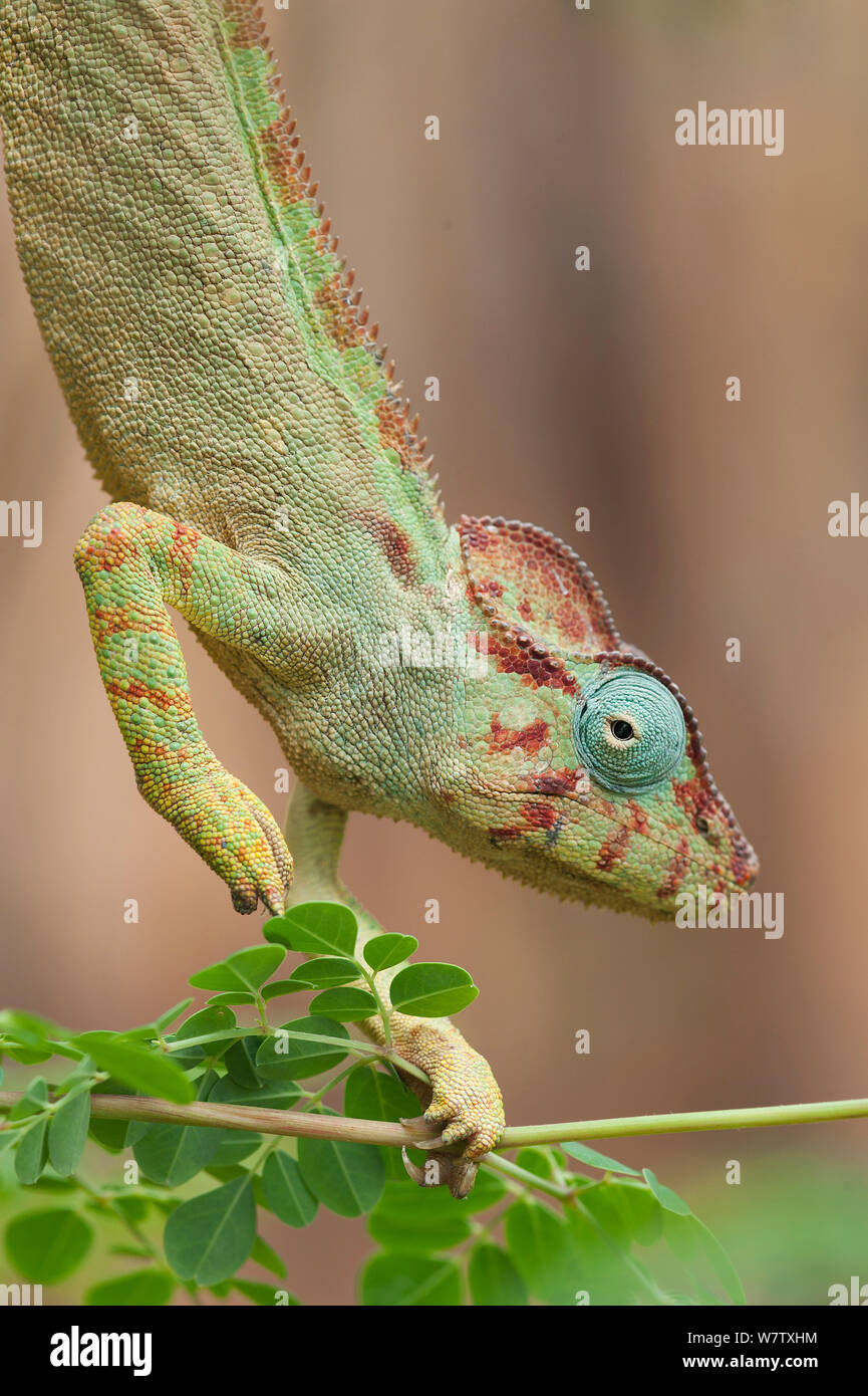 Madagaskars riesigen Chameleon (Furcifer oustaleti), Red Tsingy, Madagaskar Stockfoto