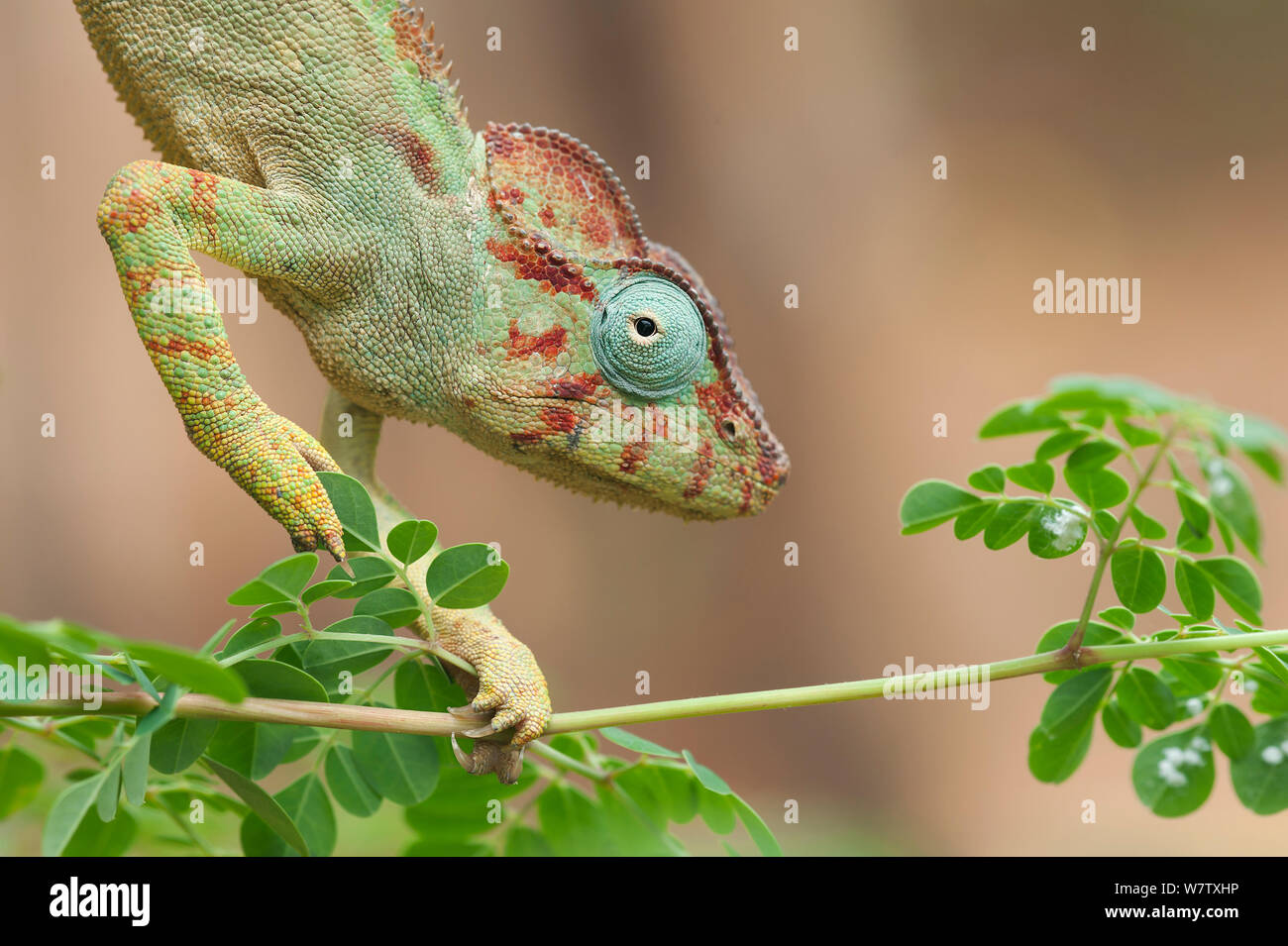 Madagaskars riesigen Chameleon (Furcifer oustaleti), Red Tsingy, Madagaskar Stockfoto