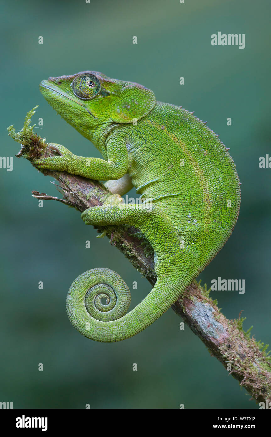 Ambre Chameleon (calumma Bernstein) Weiblich, Montagne d'Ambre NP, Madagaskar Stockfoto