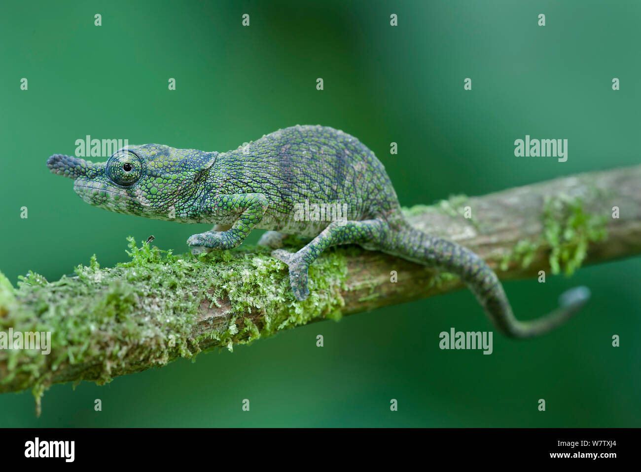 Nase gehörnten Chameleon (Calumma nasutum), Montagne d'Ambre NP, Madagaskar Stockfoto