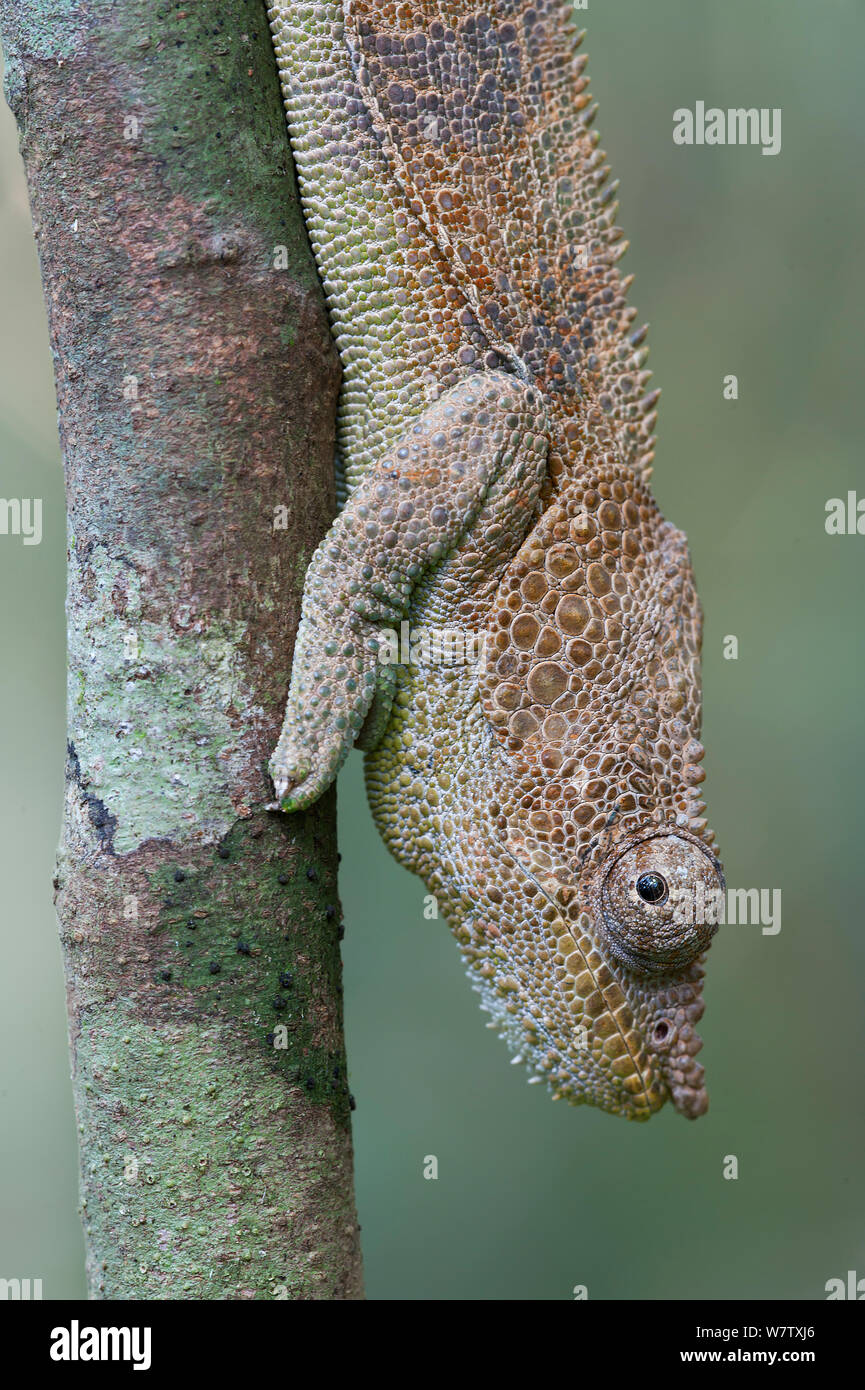 Ambre Chameleon (calumma Bernstein) männlich, Montagne d'Ambre NP, Madagaskar Stockfoto