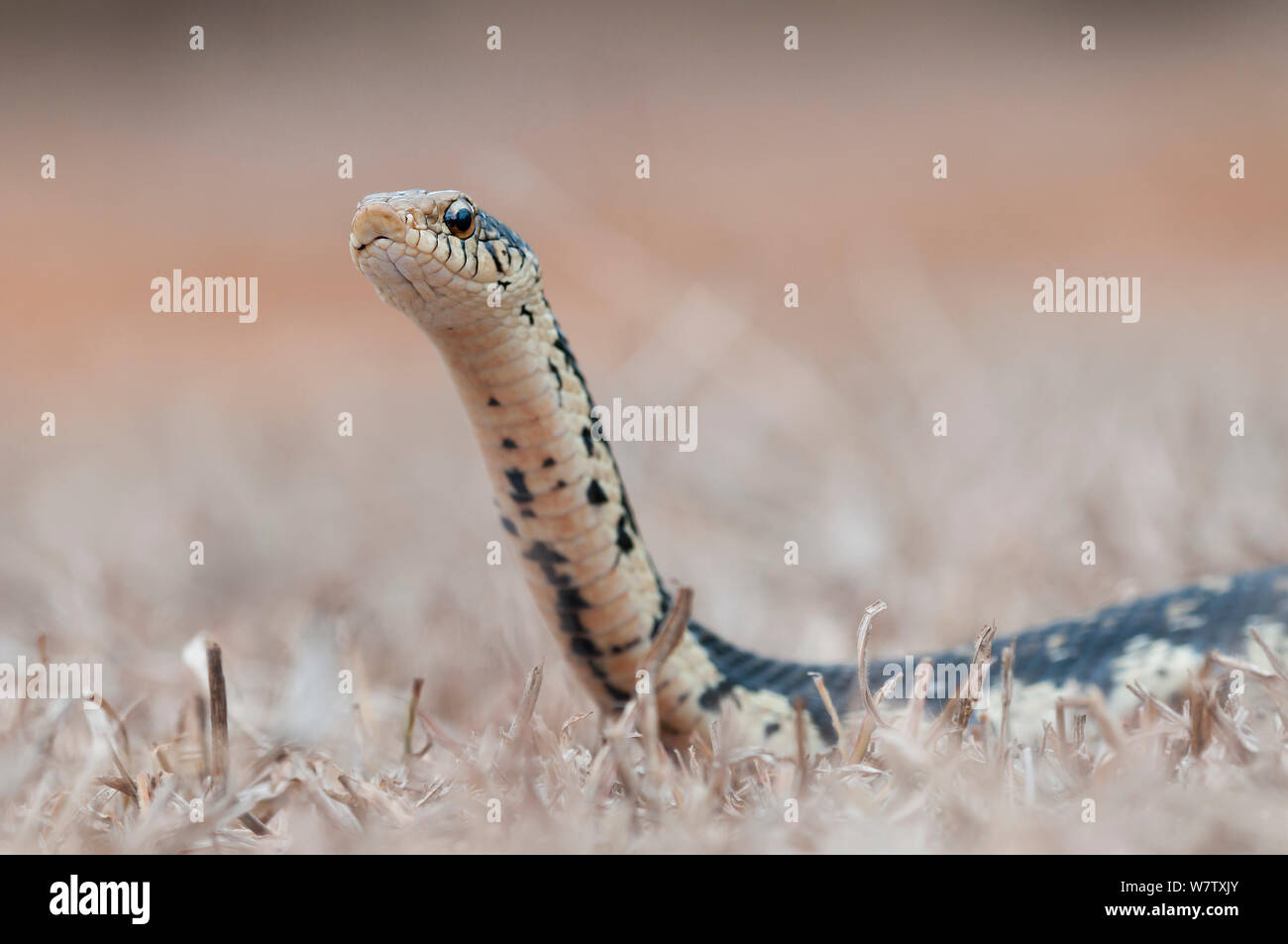 Madagaskars riesigen hognose Snake (Leioheterodon madagascariensis), Daraine, Madagaskar Stockfoto