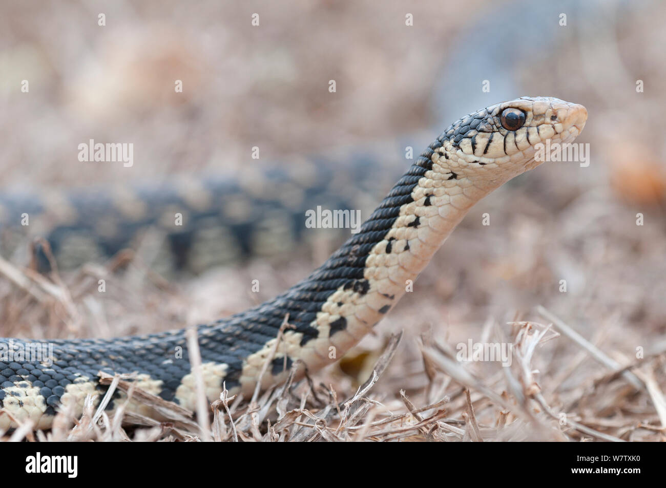 Madagaskars riesigen hognose Snake (Leioheterodon madagascariensis), Daraine, Madagaskar Stockfoto