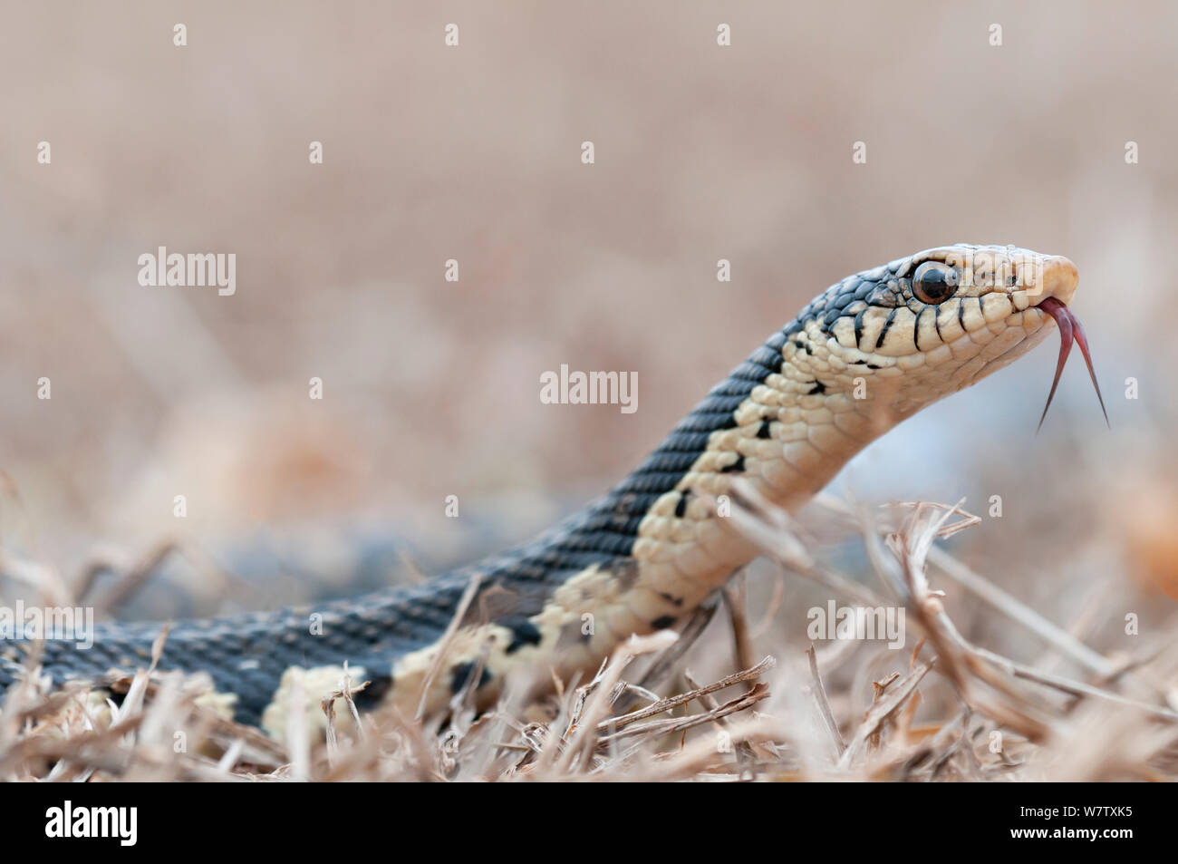 Madagaskars riesigen hognose Snake (Leioheterodon madagascariensis) flippen Zunge, Daraine, Madagaskar Stockfoto