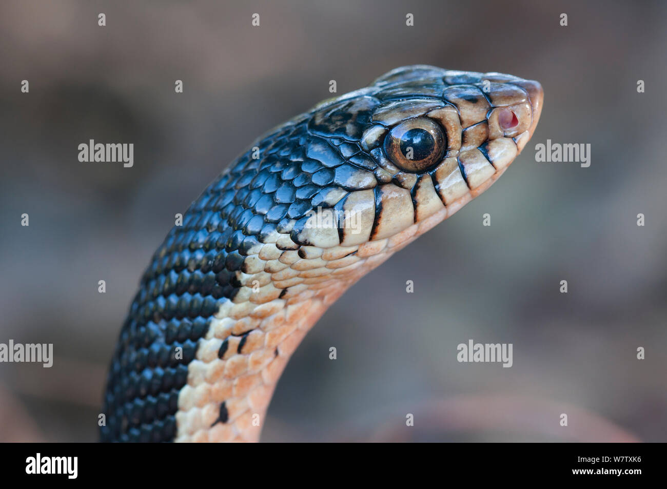 Madagaskars riesigen hognose Snake (Leioheterodon madagascariensis) Porträt, Benavony, in der Nähe von Ambanja, Madagaskar Stockfoto