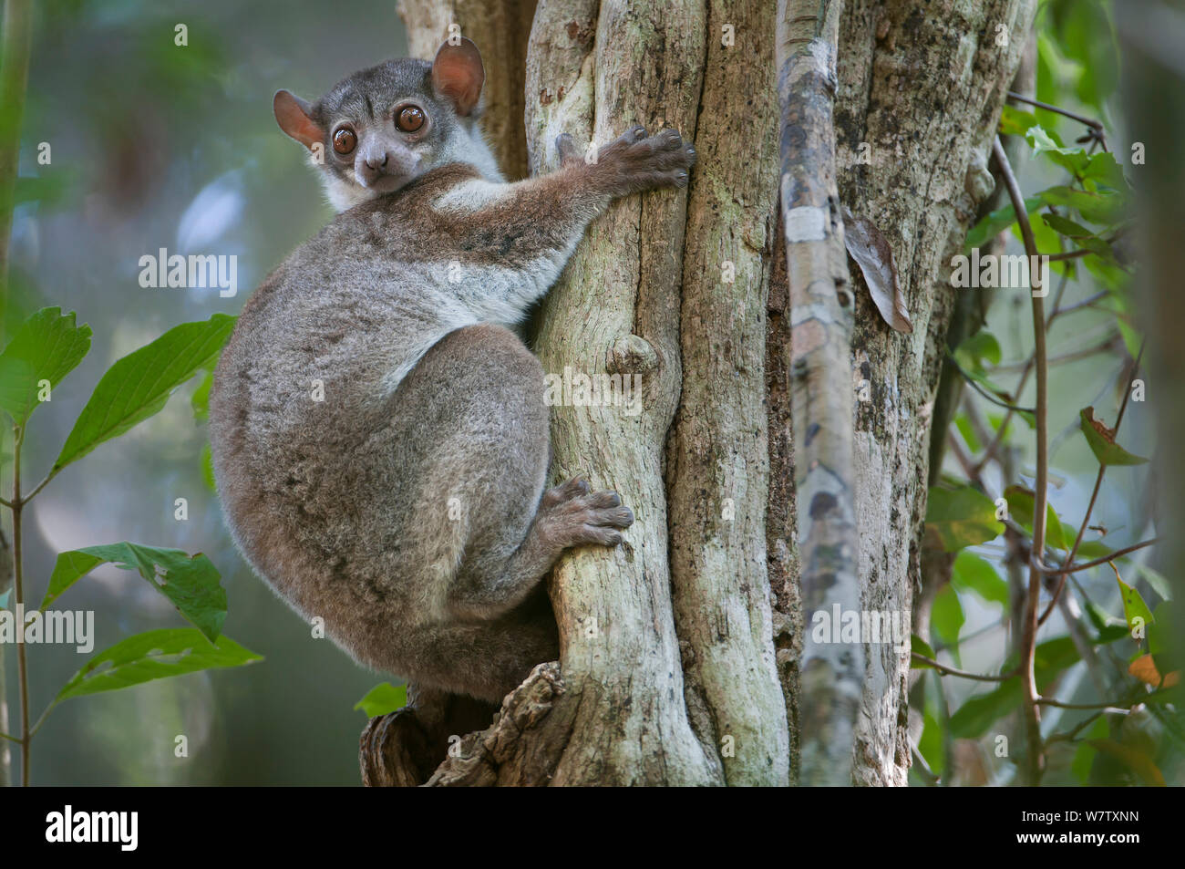 Milne-Edwards" Sportliche Lemur (Lepilemur edwardsi) auf Baumstamm, Ankarafantsika NP, Madagaskar Stockfoto