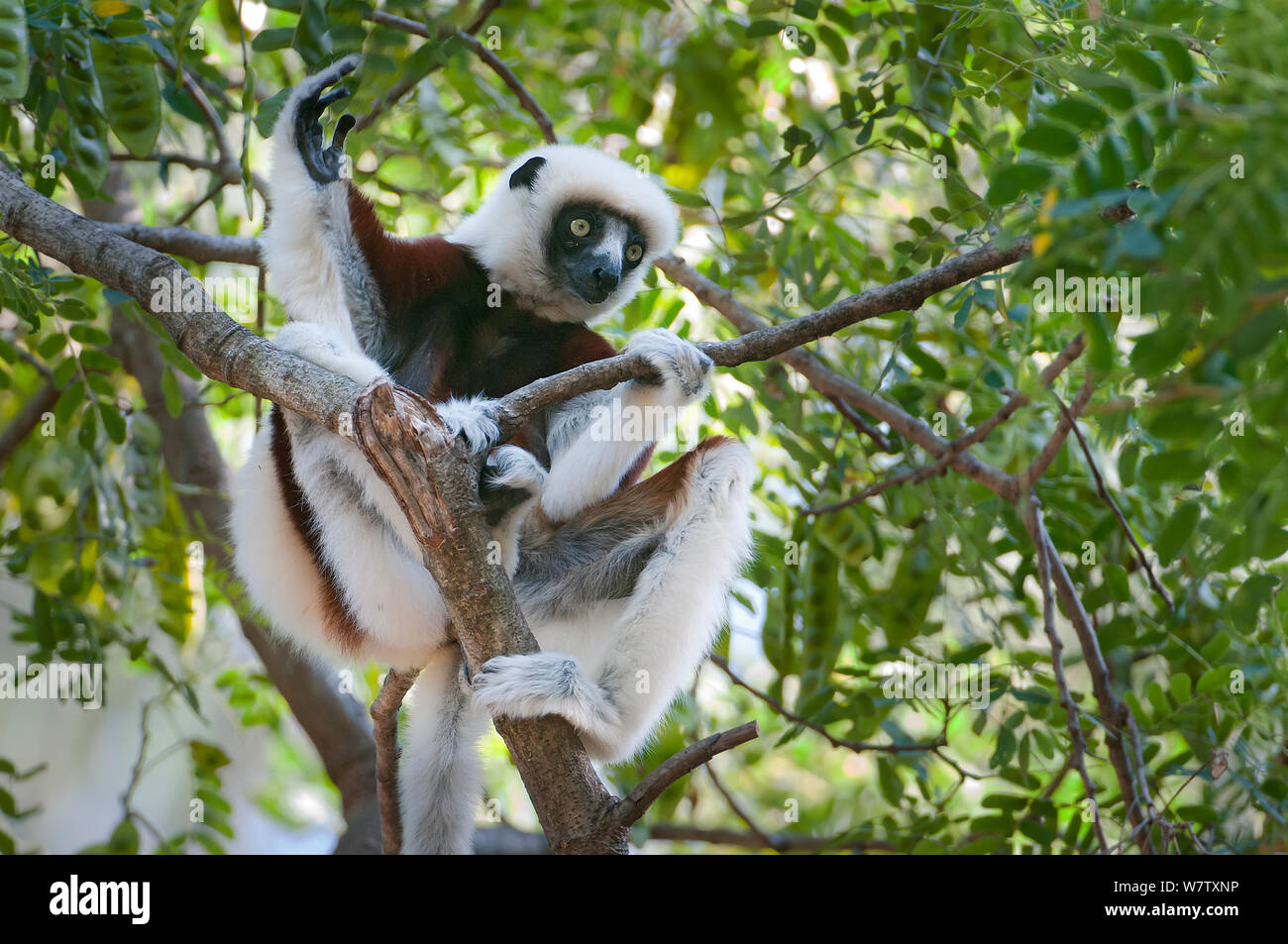 Coquerels sifaka (Propithecus coquereli) Ankarafantsika NP, Madagaskar Stockfoto