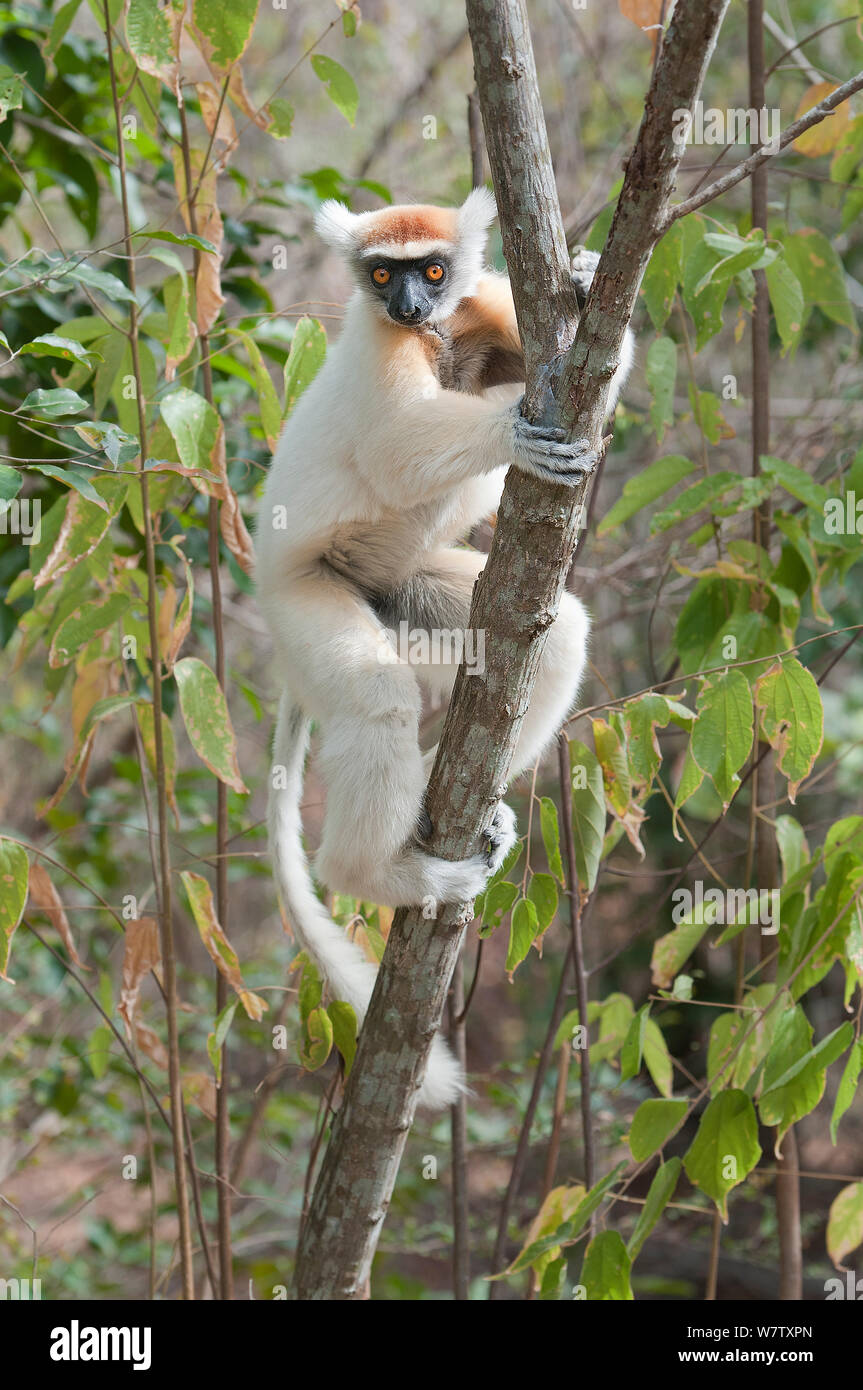 Tattersall's Sifaka (Propithecus tattersalli), Daraine, Madagaskar Stockfoto
