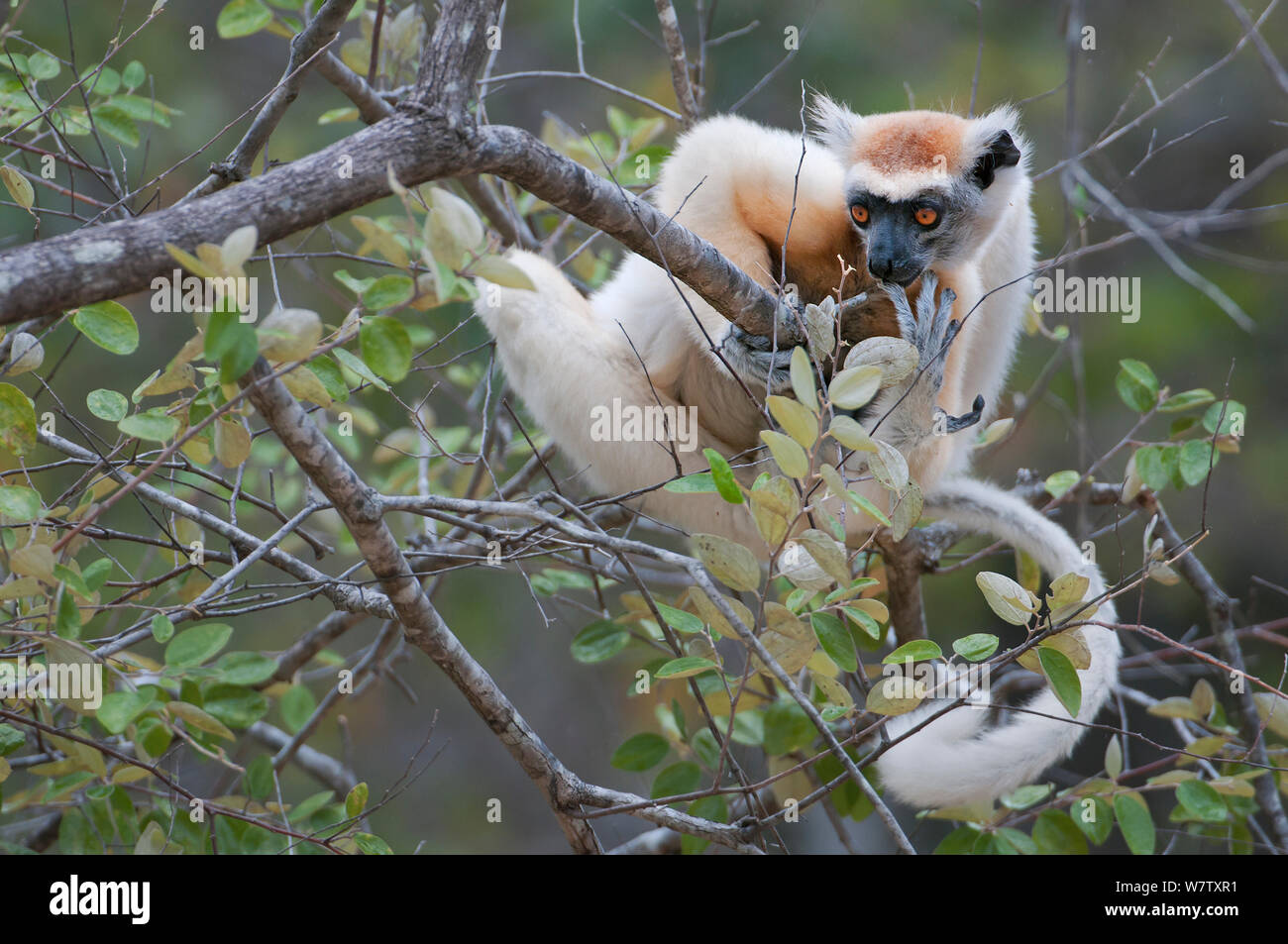 Tattersall's Sifaka (Propithecus tattersalli) Ernährung Daraine, Madagaskar Stockfoto
