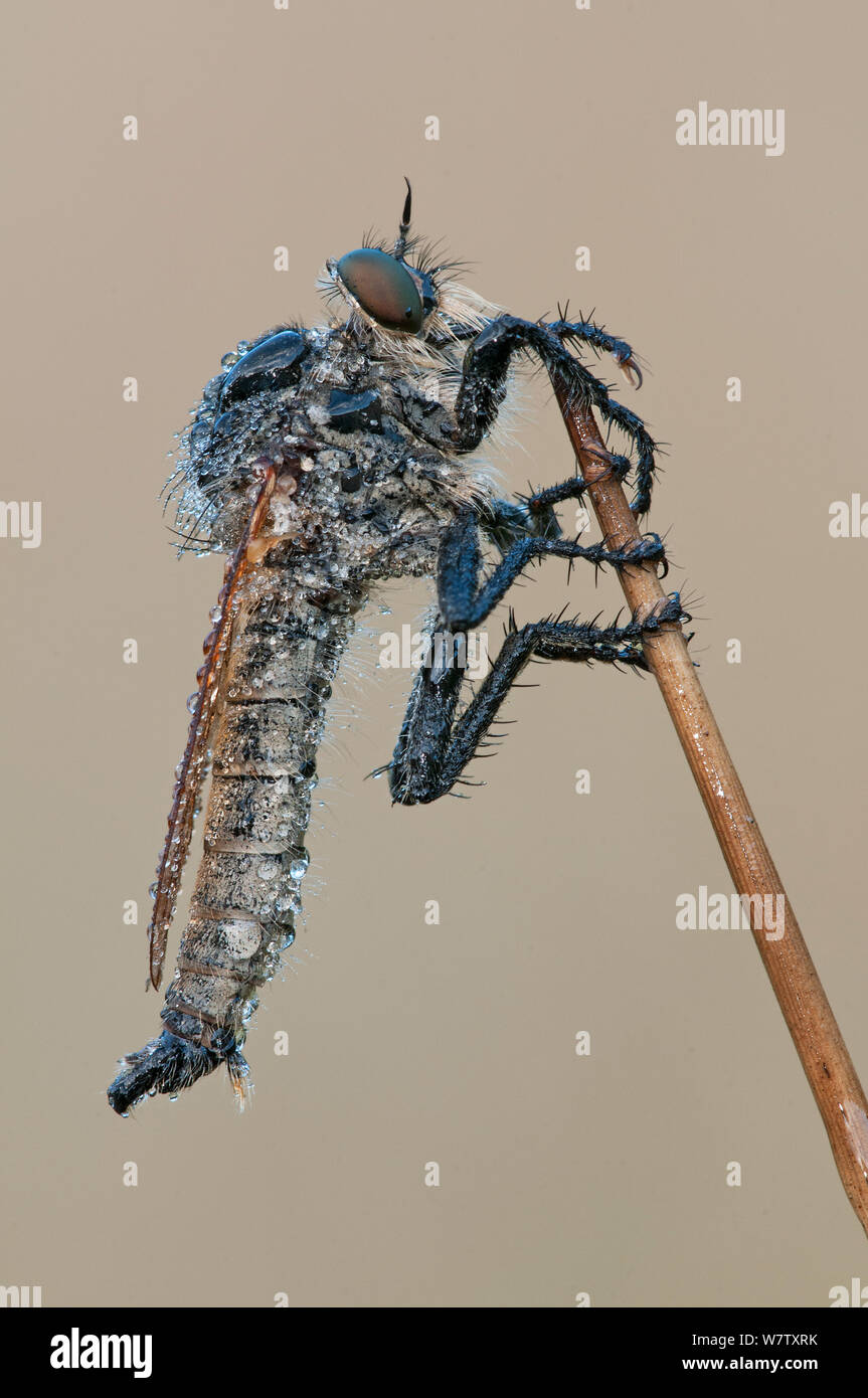 (Robberfly Asilidae) auf Pflanze Stengel, Peerdsbos, Brasschaat, Belgien Stockfoto