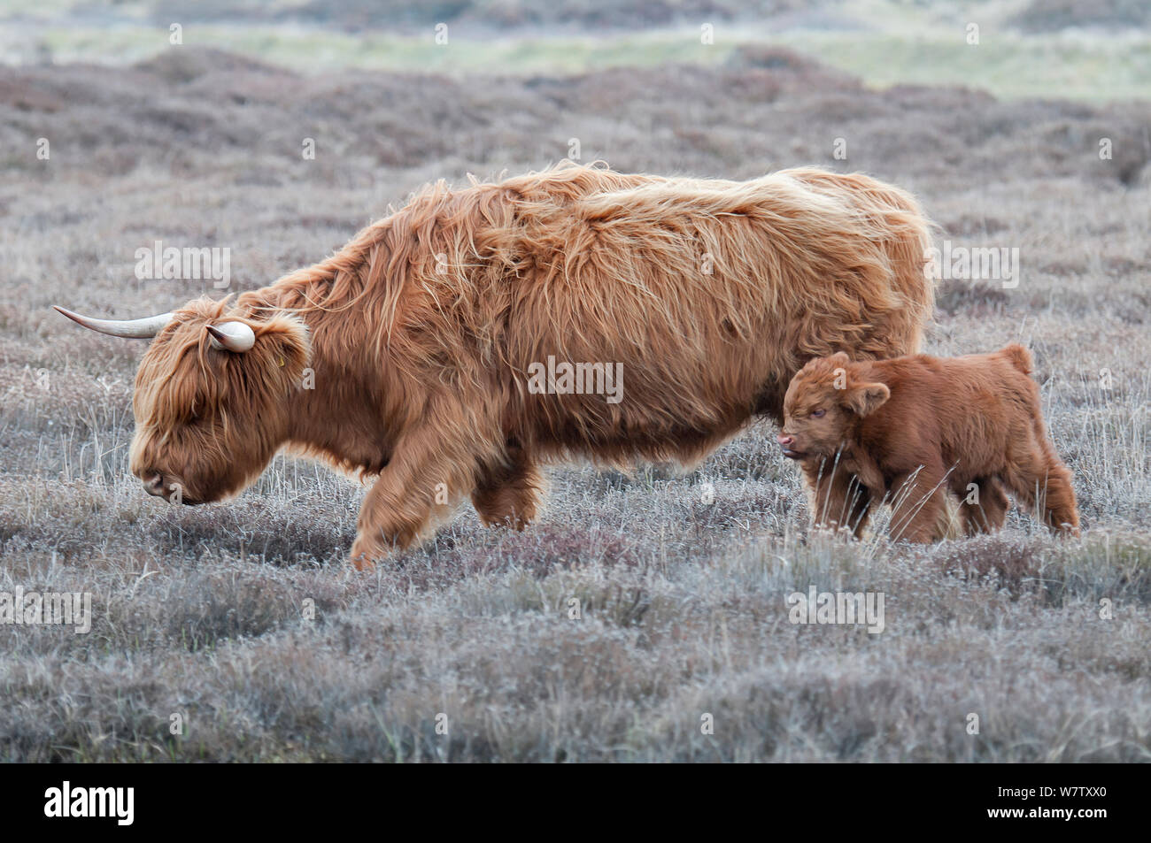 Highland Kuh (Bos taurus) mit Kalb, Texel, Niederlande, April. Stockfoto
