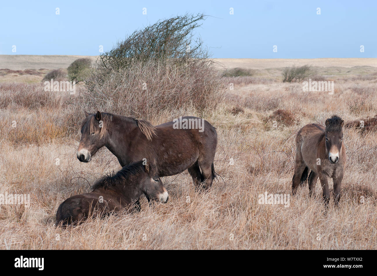Exmoor Ponys (Equus caballus) Texel, Niederlande, April. Stockfoto