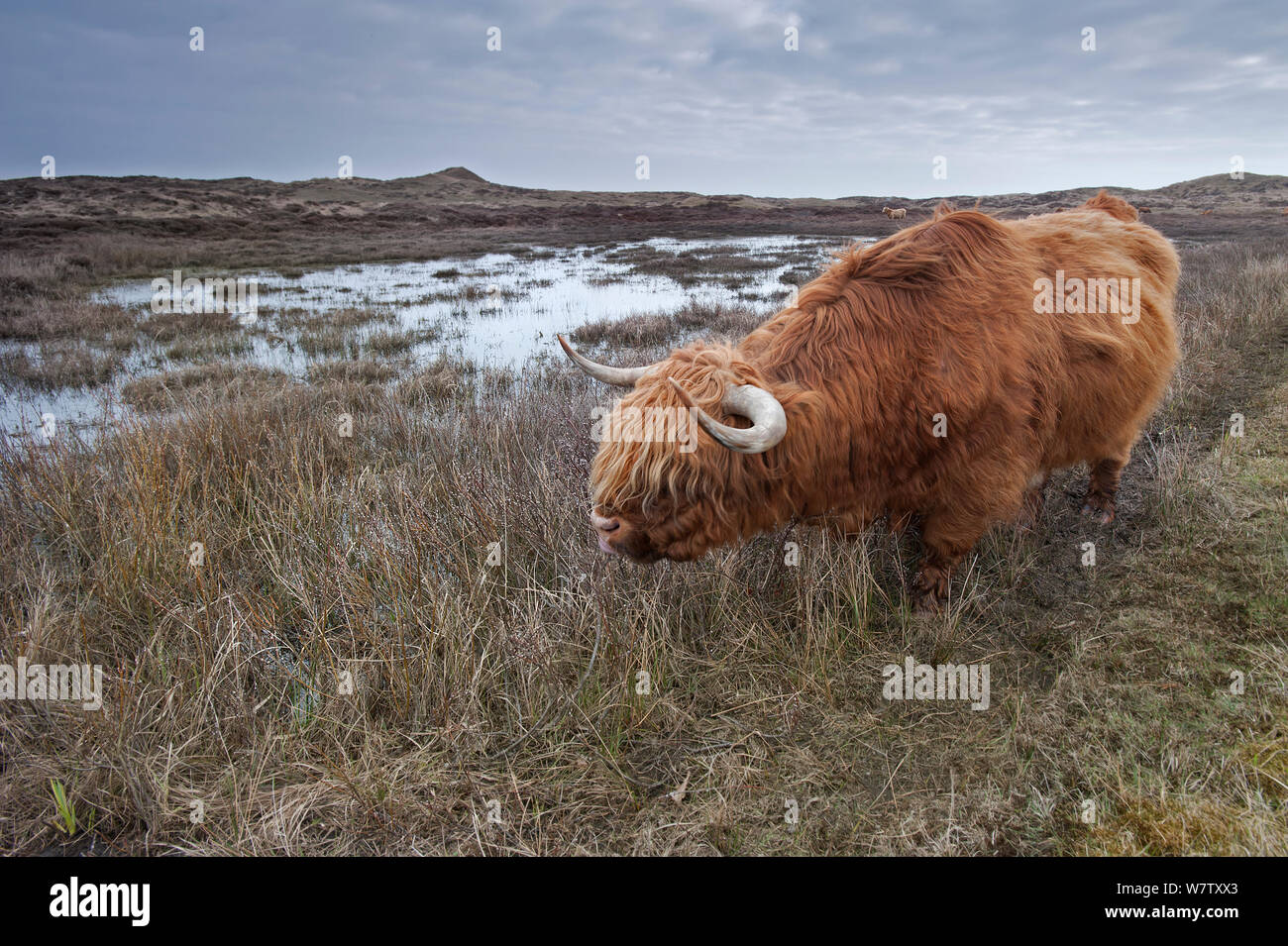 Highland Kuh (Bos taurus) in Feuchtgebieten, Texel, Niederlande, April. Stockfoto