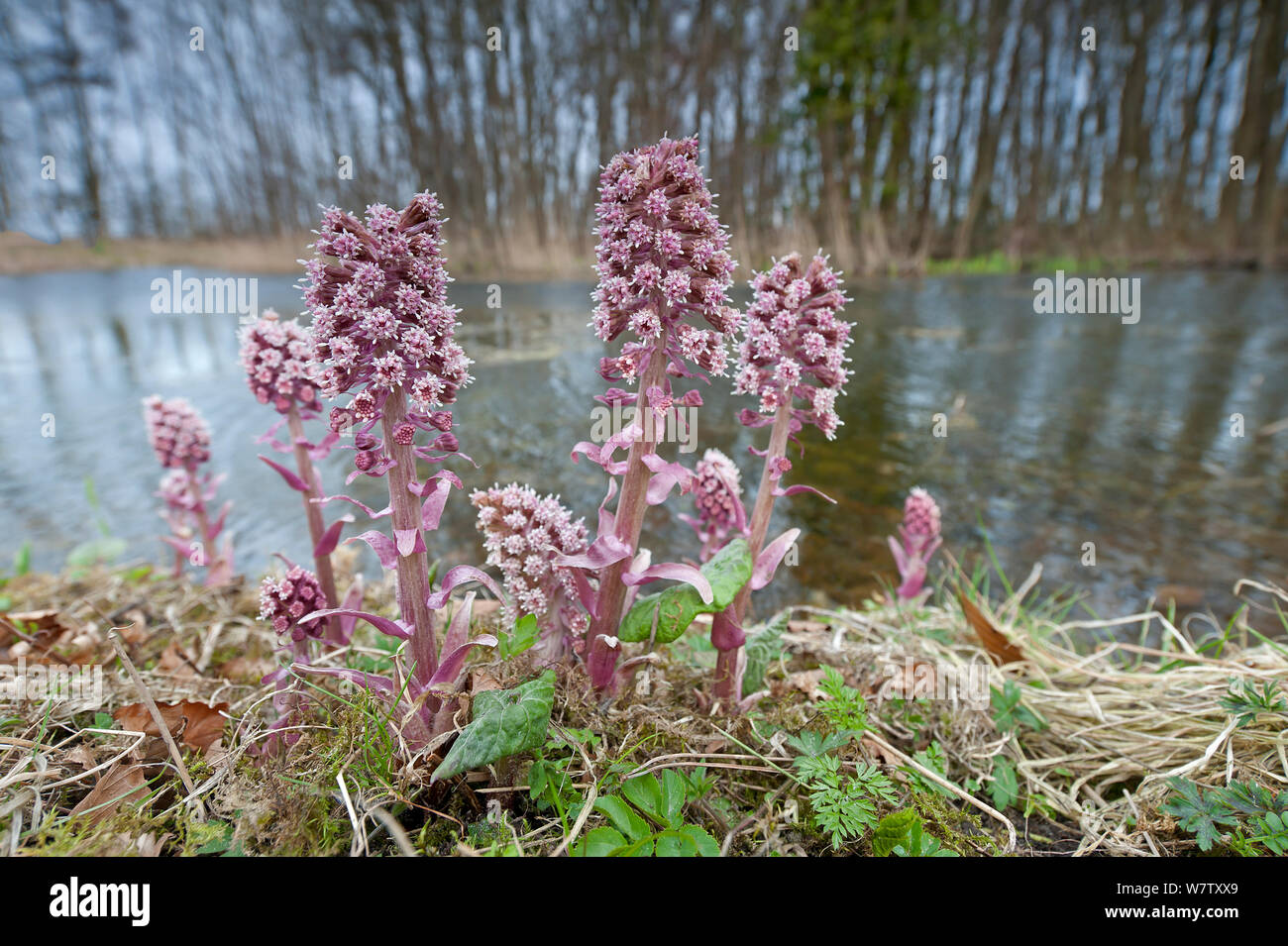 Gemeinsame Pestwurz (Petasites Hybridus) in Blüte in Feuchtgebieten, Texel, Niederlande, April. Stockfoto