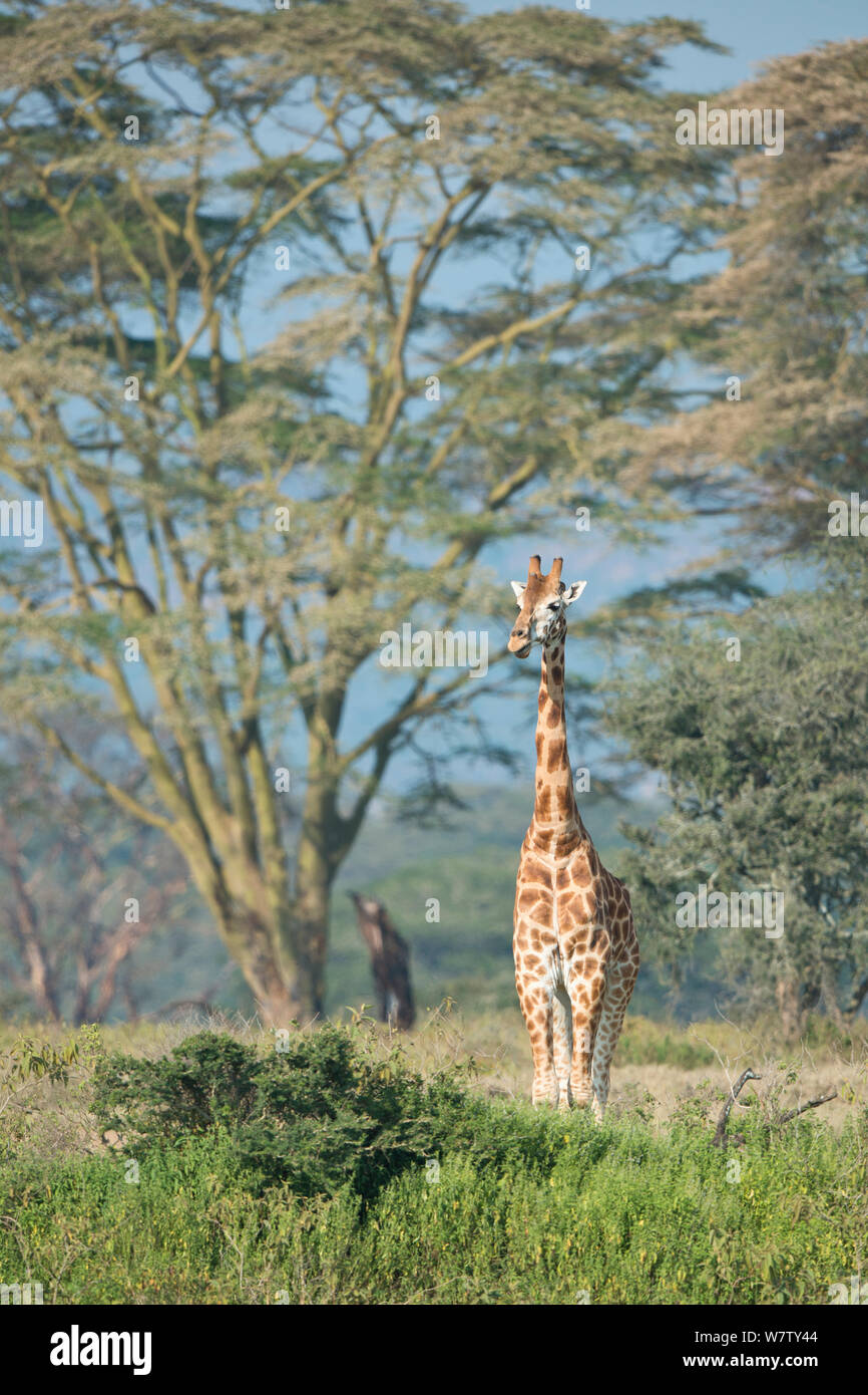 Rothschild's Giraffe (Giraffa Camelopardalis victoriae) am Lake Nakuru, Kenia, Afrika. Stockfoto