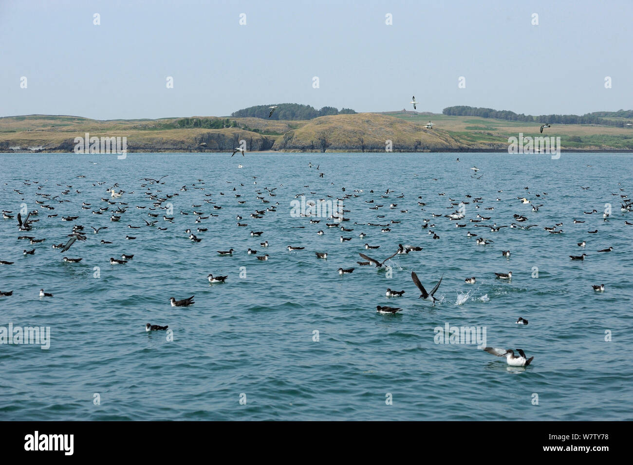 Manx Shearwater (Puffinus puffinus) Herde auf der Weide auf der Oberfläche. Südküste von Anglesey, North Wales, UK. Stockfoto