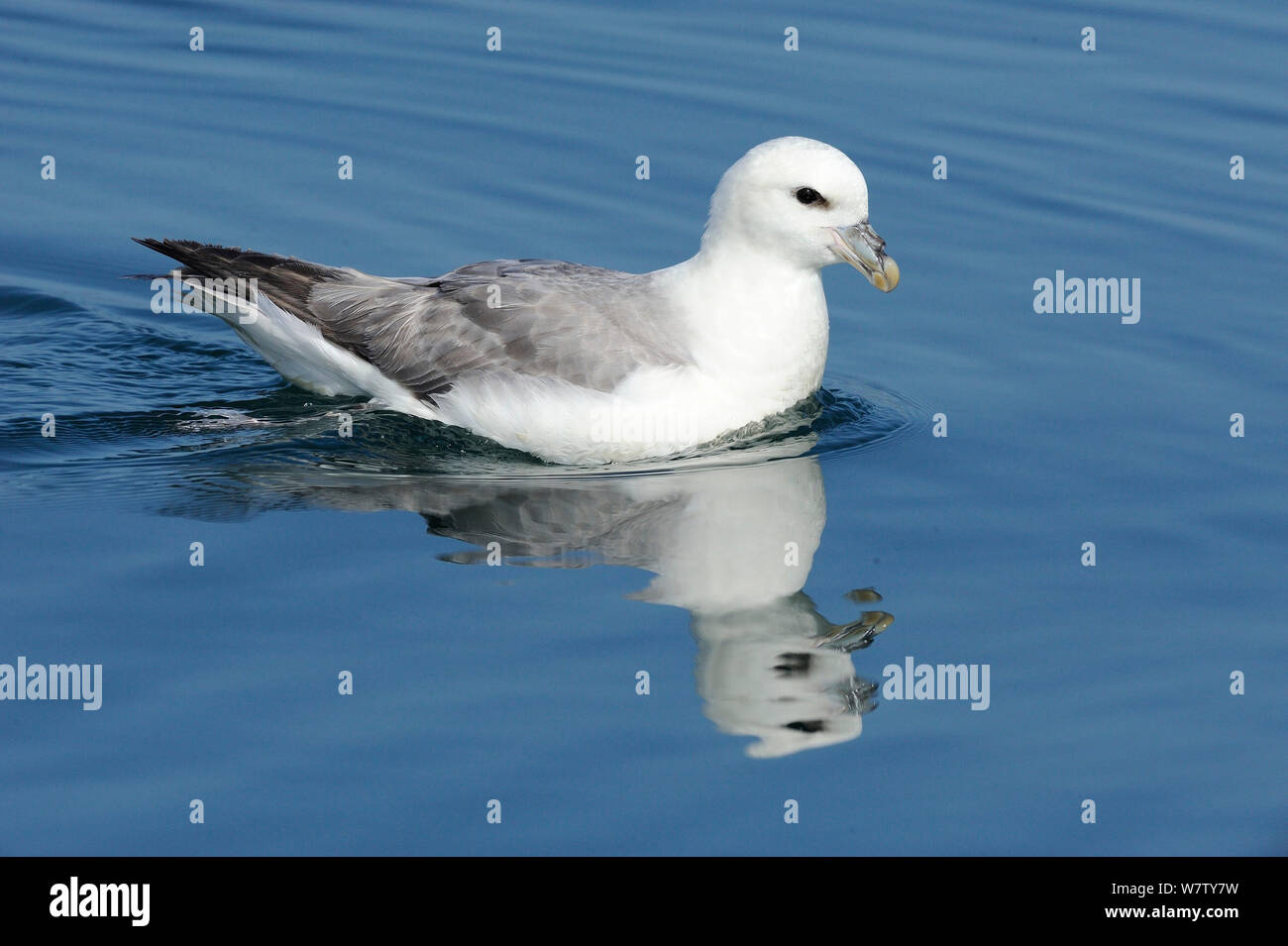 Eissturmvogel (Fulmarus glacialis) auf noch Meer Oberfläche reflektiert, Llyn Halbinsel, North Wales, UK. Stockfoto