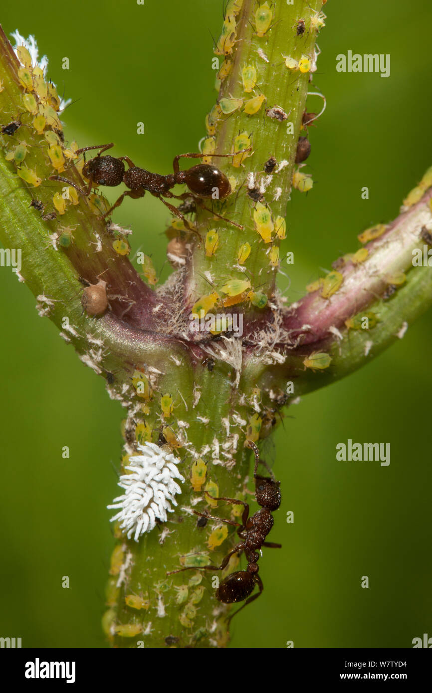 Ameisen melken Blattläuse (Aphis corepsidis) und Marienkäfer Larve (Scymninae) auf Bettler - Zecken (Bidens frondosa) Lardner Point Park, Philadelphia, Pennsylvania, USA, August. Stockfoto