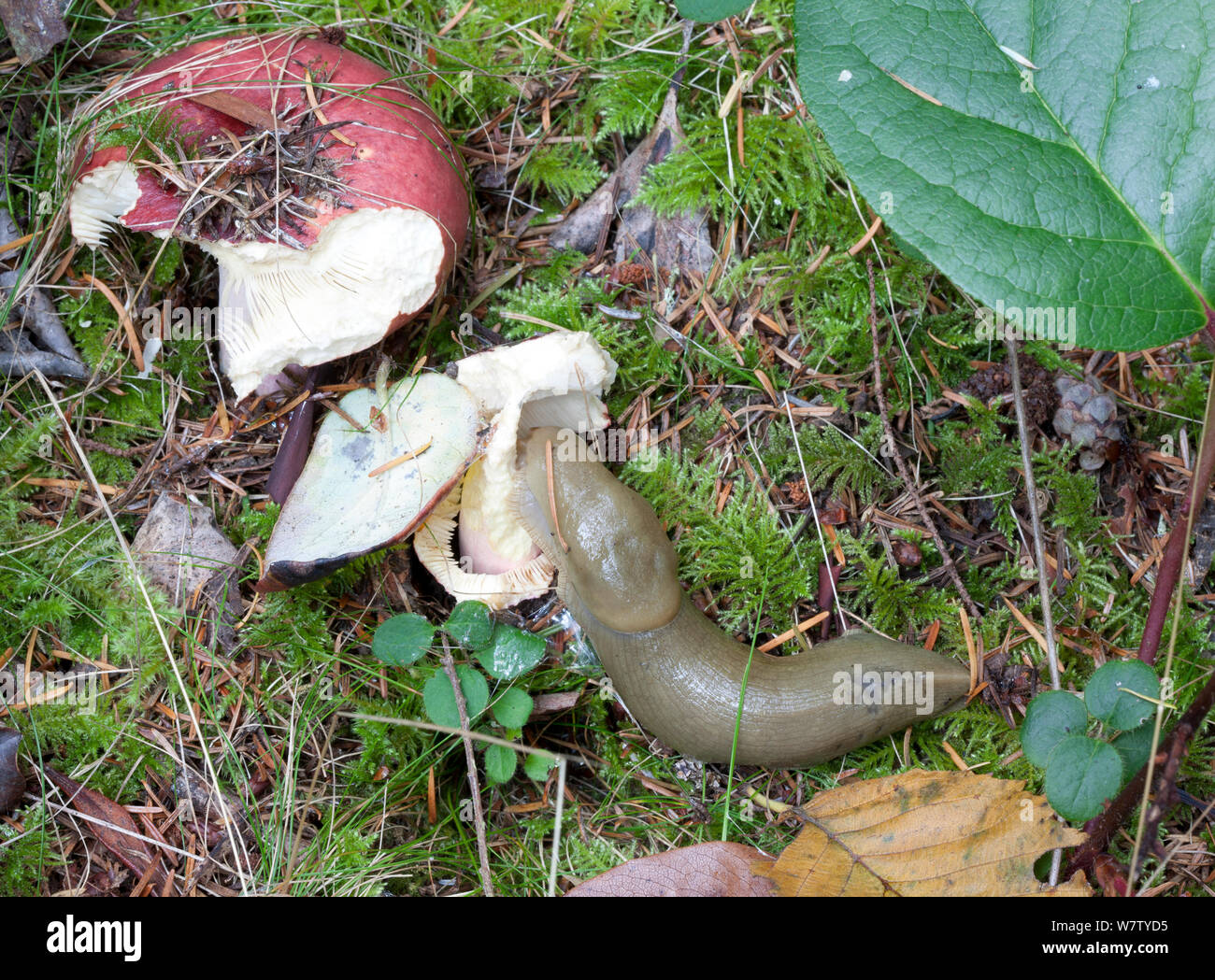 Banane Slug (Ariolimax columbianus) essen Psathyrella Pilze, Anacortes, Skagit County, Washington, USA, September. Stockfoto