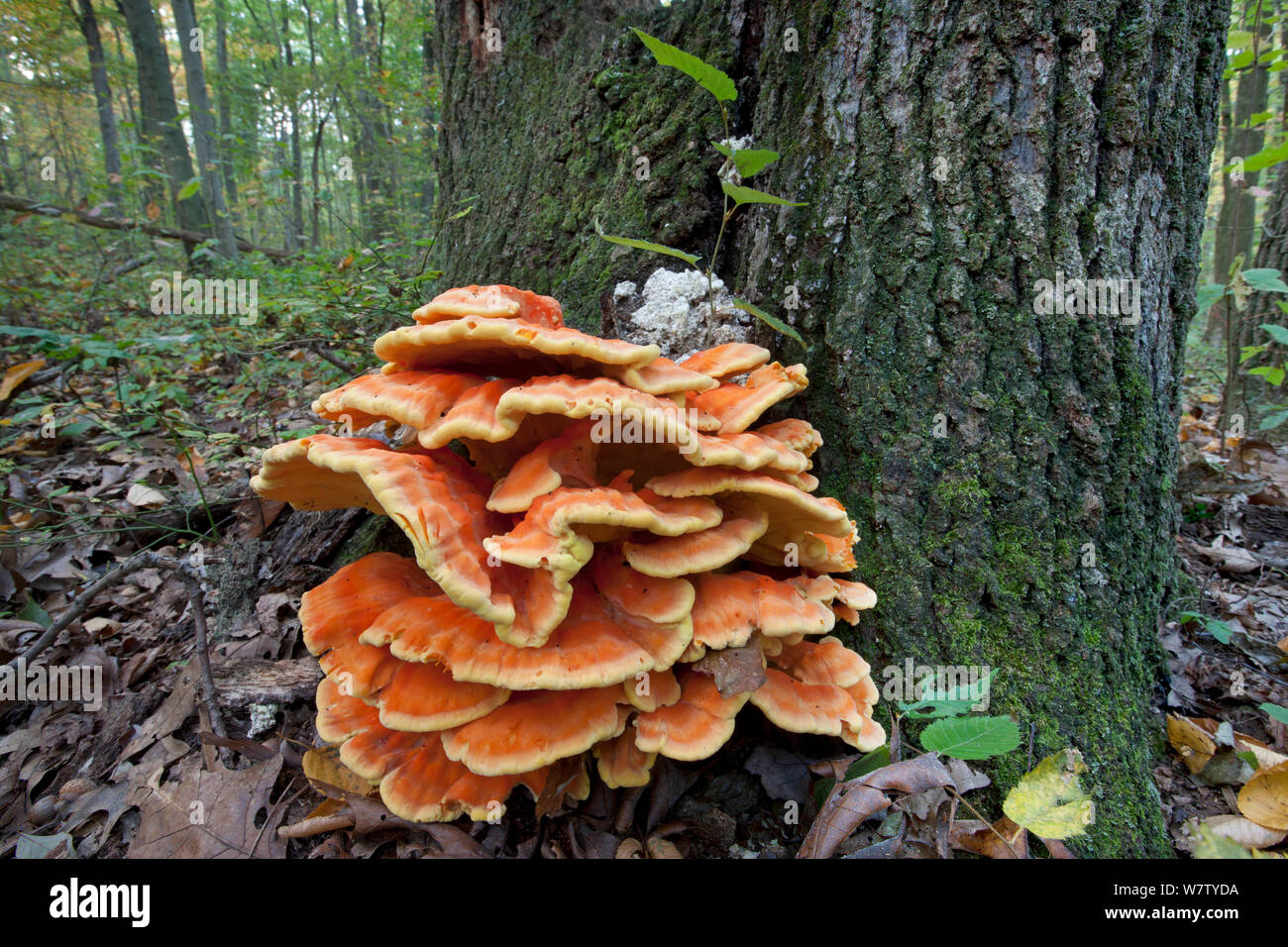 Huhn - der Wald (Laetiporus sulfureus) genießbare Regal Pilz, Hopewell Furnace, National Historic Site, Philadelphia, Pennsylvania, USA, Oktober. Stockfoto