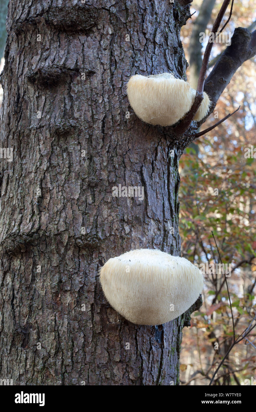 Lion's Mane Pilz (Hericium erinaceus) auf Red maple Snag, Blackbird State Forest, New Castle County, Maryland, USA, November. Stockfoto