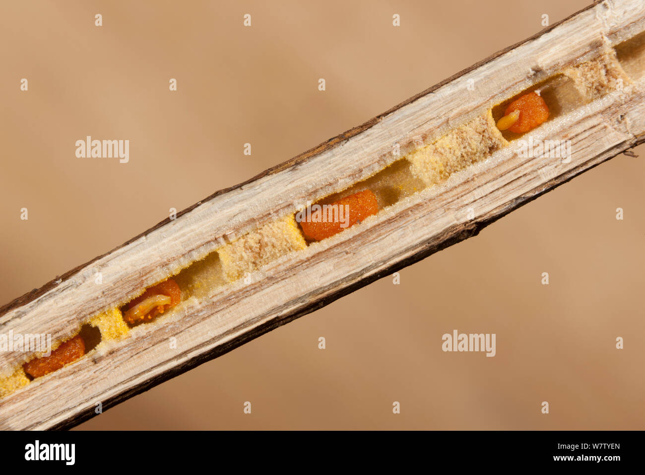 Querschnitt der Goldrute Stiel zeigt kleine Tischler Biene (Ceratina sp) Nest mit Larven und Pollen ballsk, Philadelphia, Pennsylvania, USA, Juli. Stockfoto