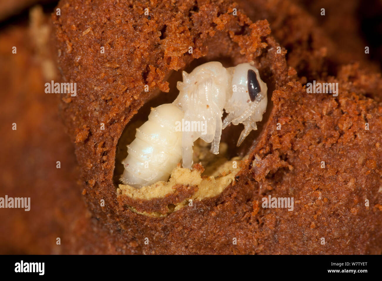 Schweiß Biene Puppe (Augochlora Pura) im faulen Log hibernating, Schuylkill Center, Philadelphia, Pennsylvania, USA, Juni. Stockfoto