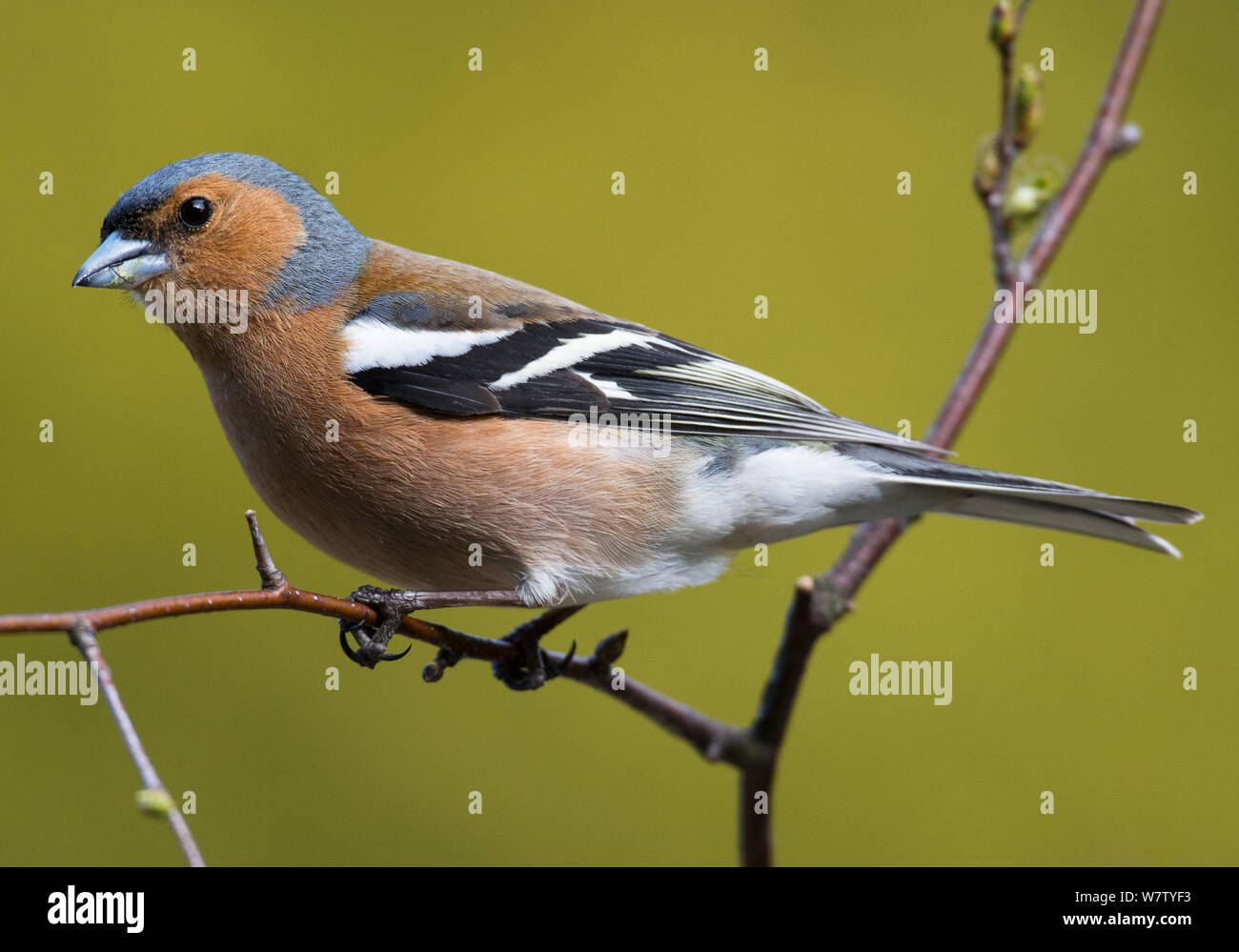 Männchen Buchfink (Fringilla coelebs) auf Birke Zweig thront. Longframlington, Northumberland, Großbritannien. Stockfoto